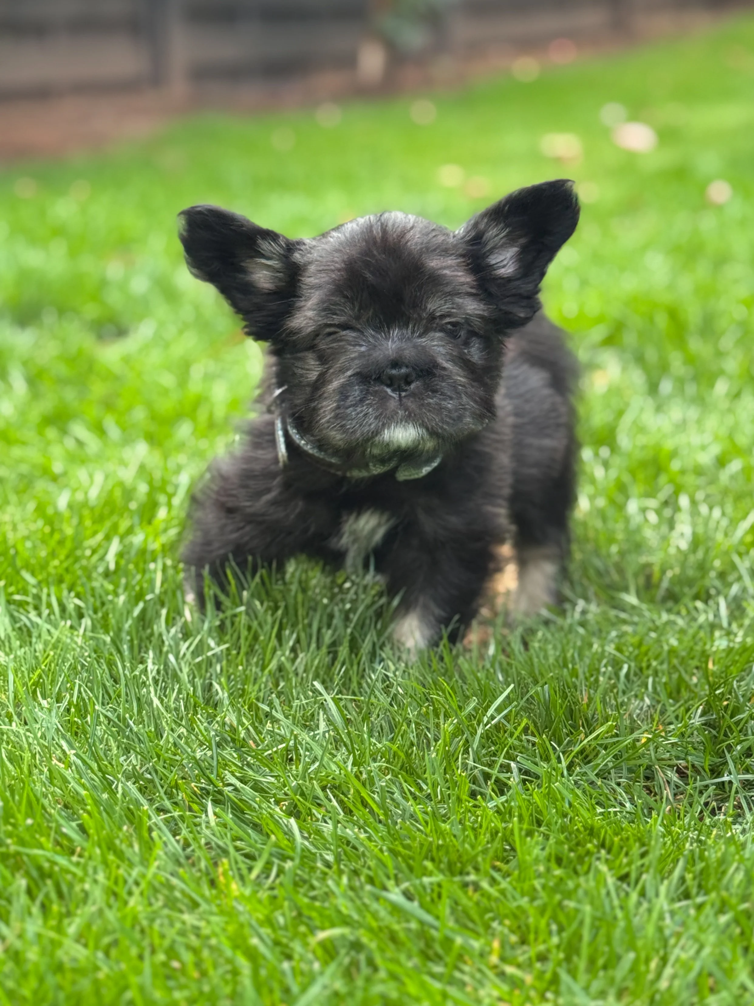 A small black puppy with floppy ears sitting on green grass outdoors.