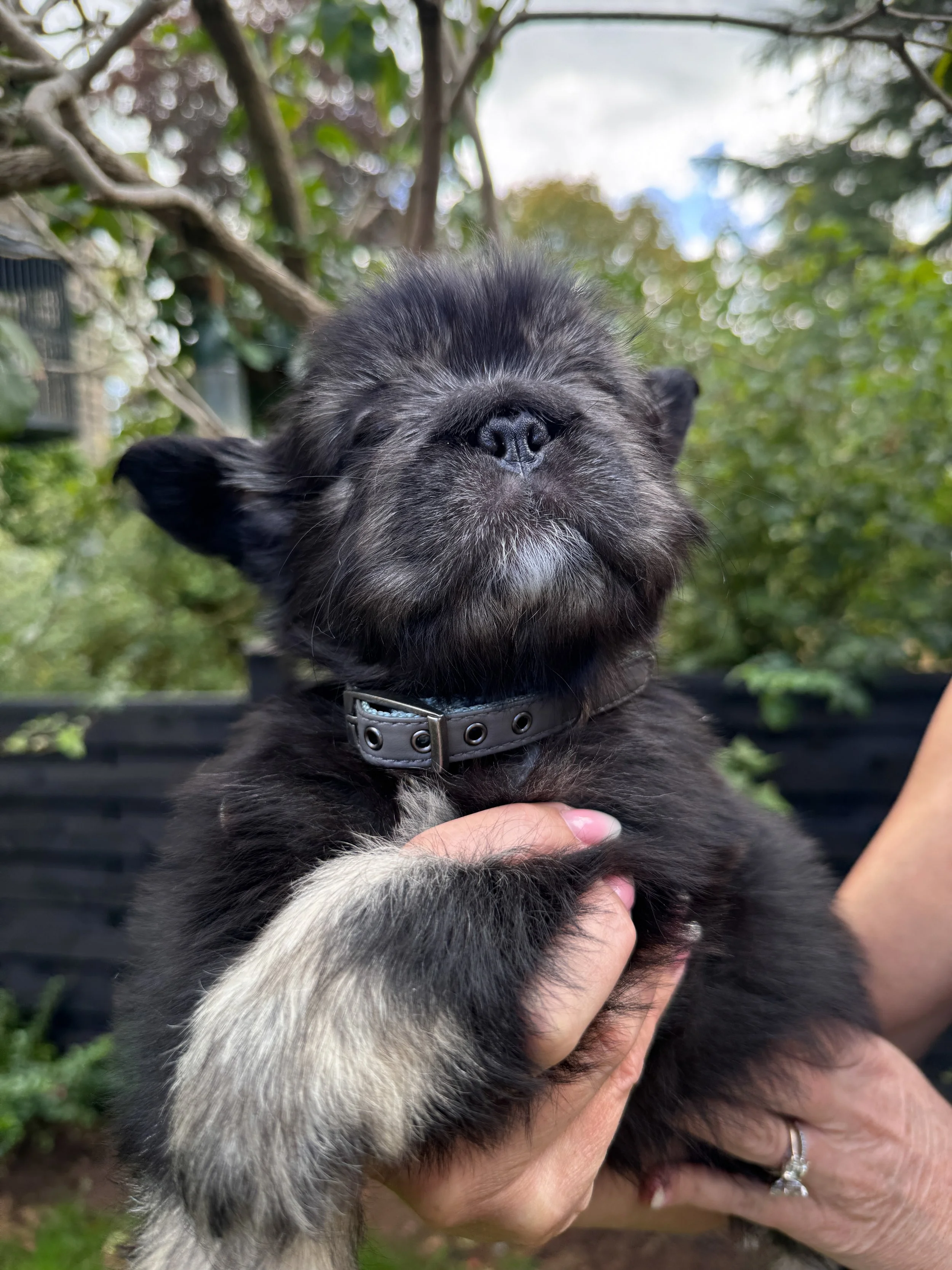 Close-up of a small black and gray puppy with eyes closed being held by a person outdoors with green foliage and a tree in the background.