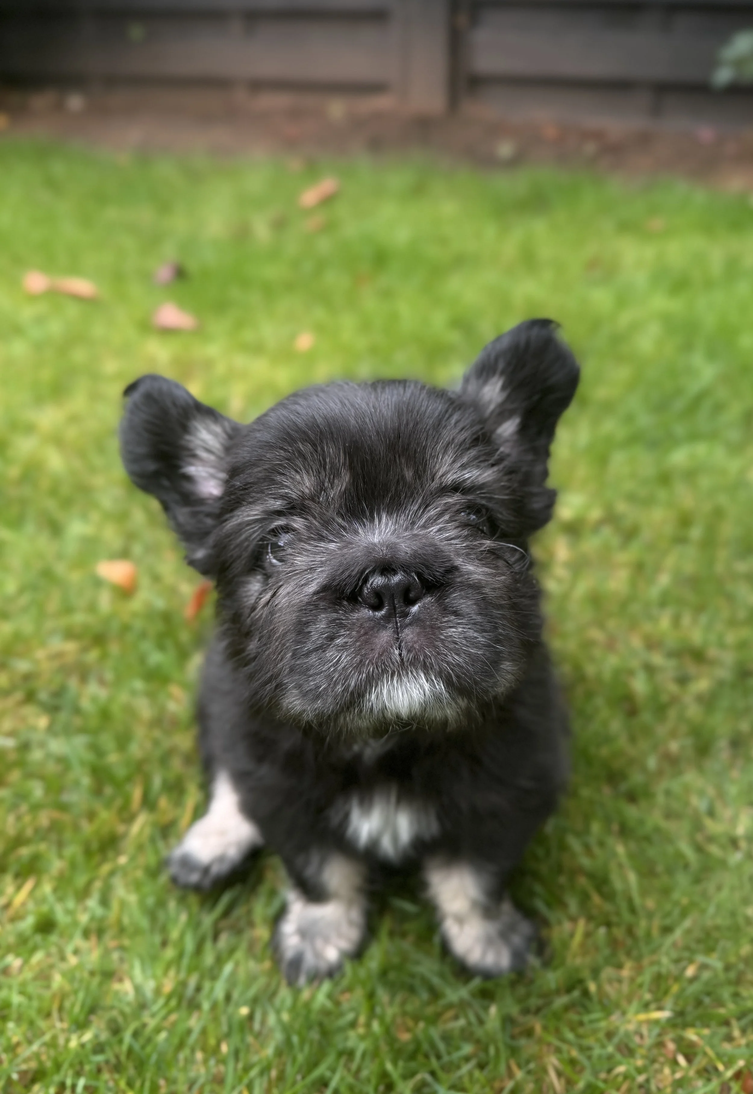 A close-up of a small black puppy with gray and white markings on its face, sitting on green grass outdoors.