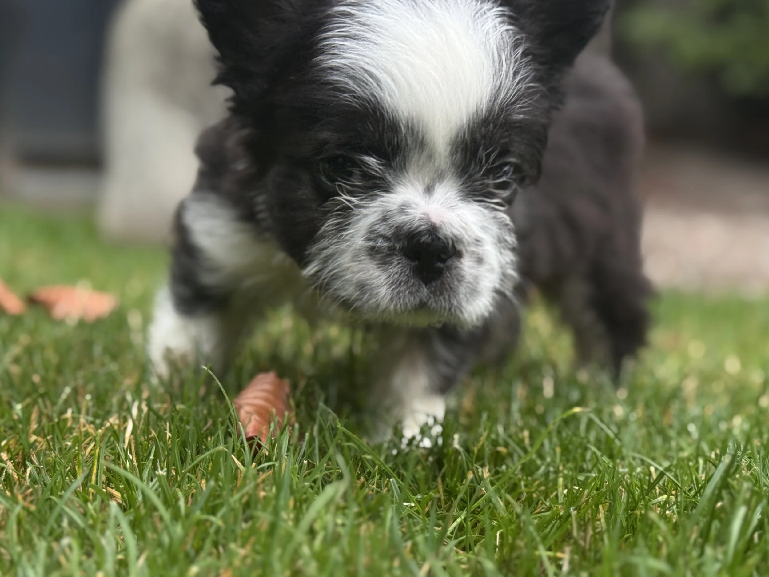 Close-up of a black and white puppy walking through grass with a background of blurred greenery.