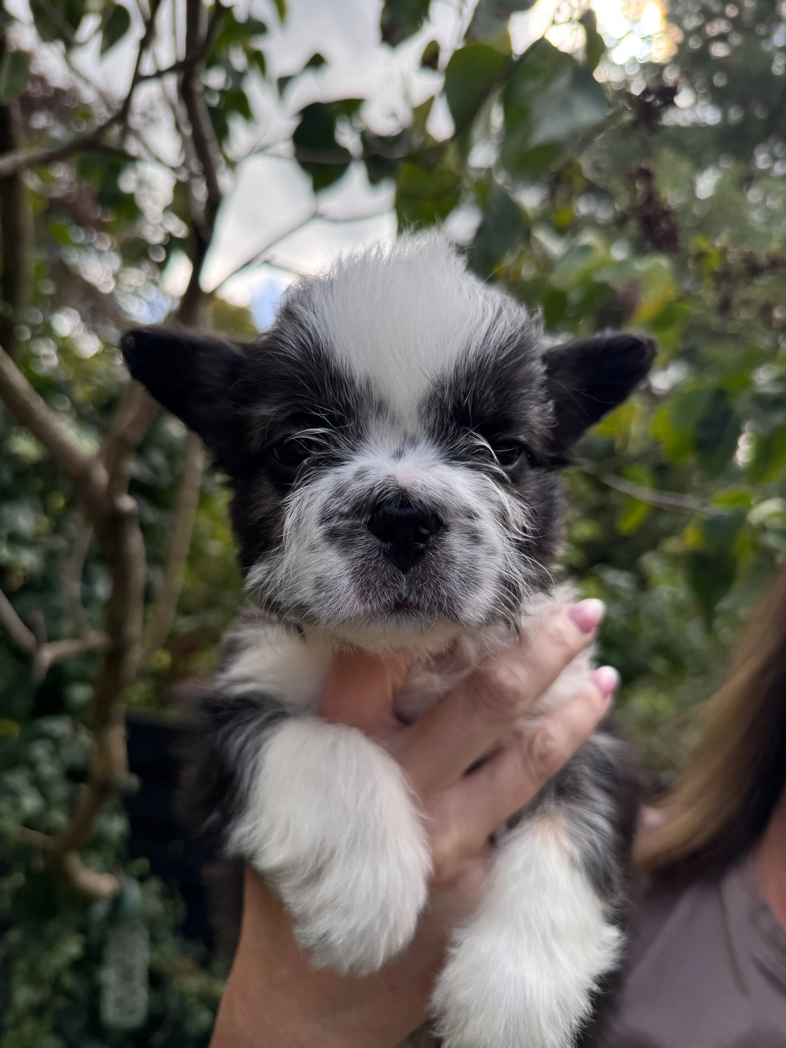 A person holding a black and white puppy with fluffy fur and droopy eyes outdoors among green leaves.
