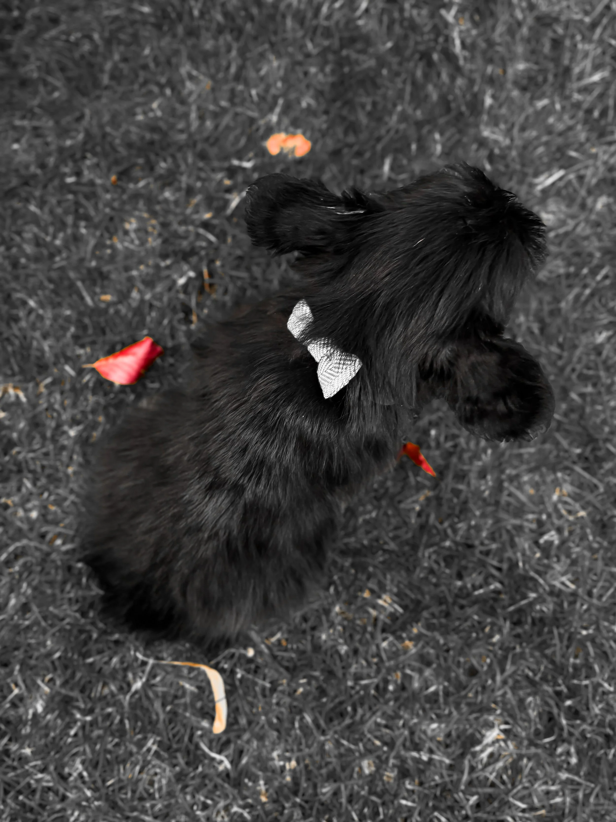 A black puppy wearing a silver bow tie sitting on grass with red and orange flower petals around it.