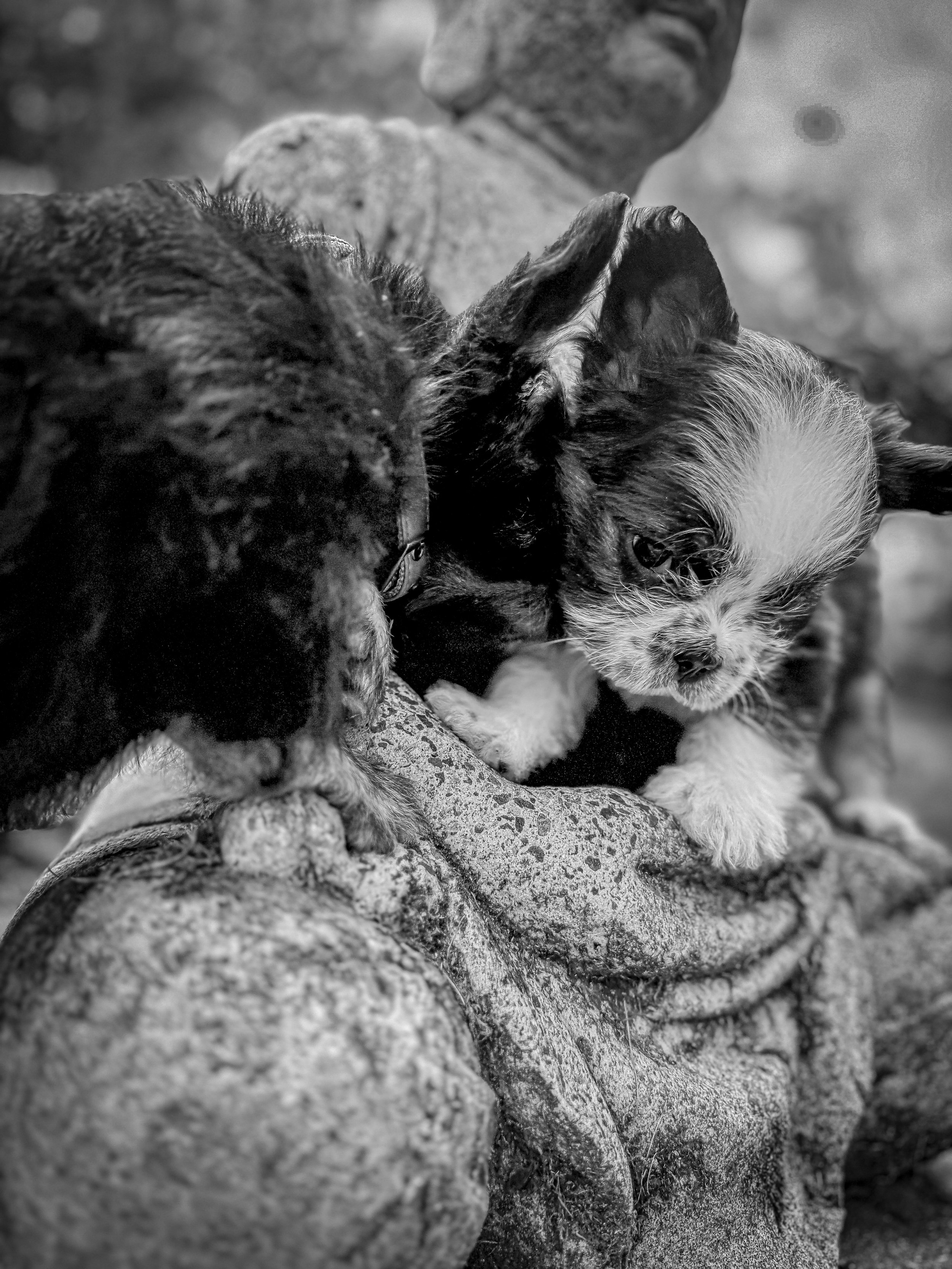 Two puppies, one black and one with white and black fur, are being held on a person's arm outdoors.