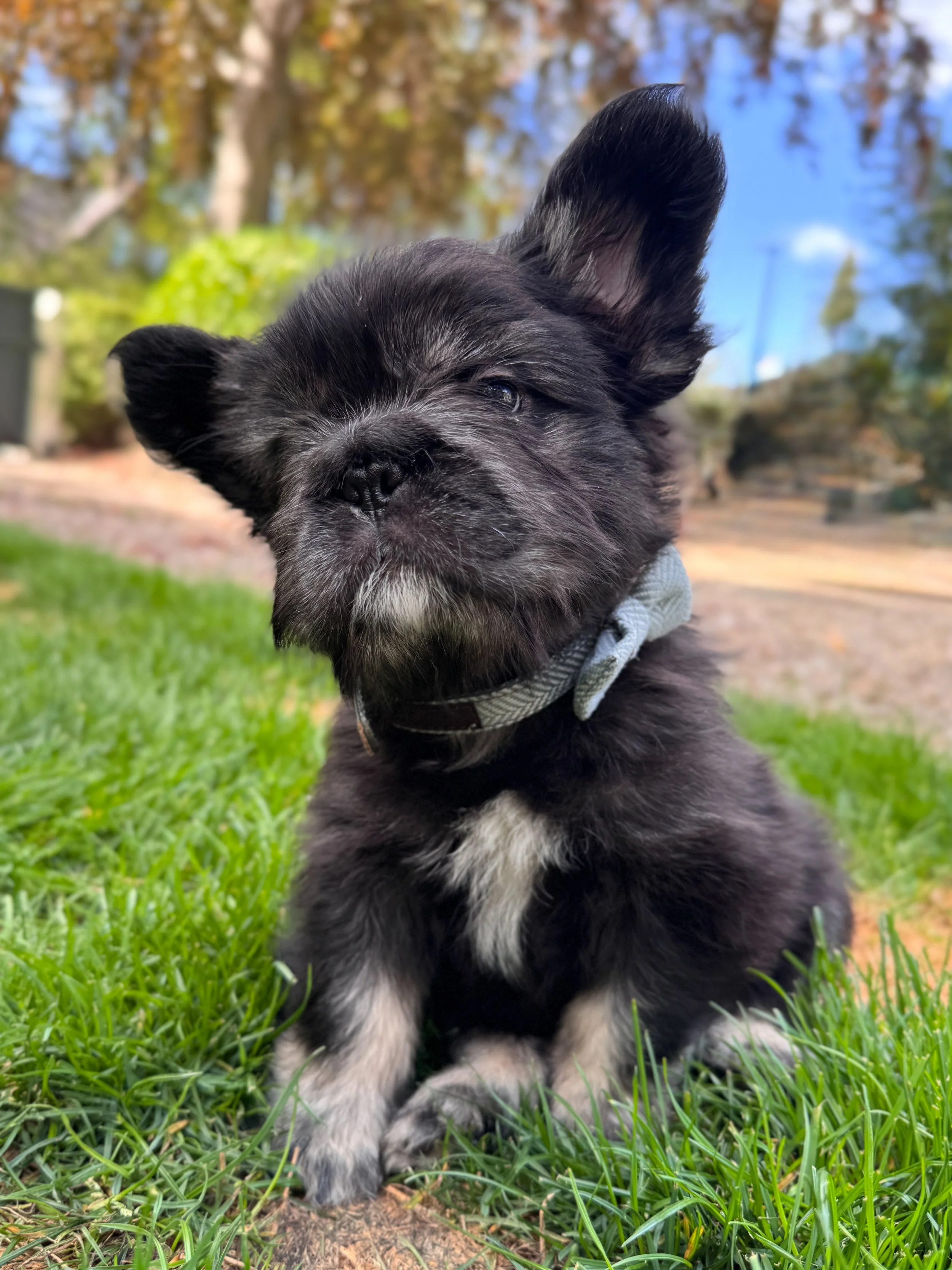 A small black and white puppy with a slightly tilted head, sitting on green grass in a park. The puppy has one large ear standing up and the other flopping down, with a gray collar around its neck. Trees and blue sky are visible in the background.