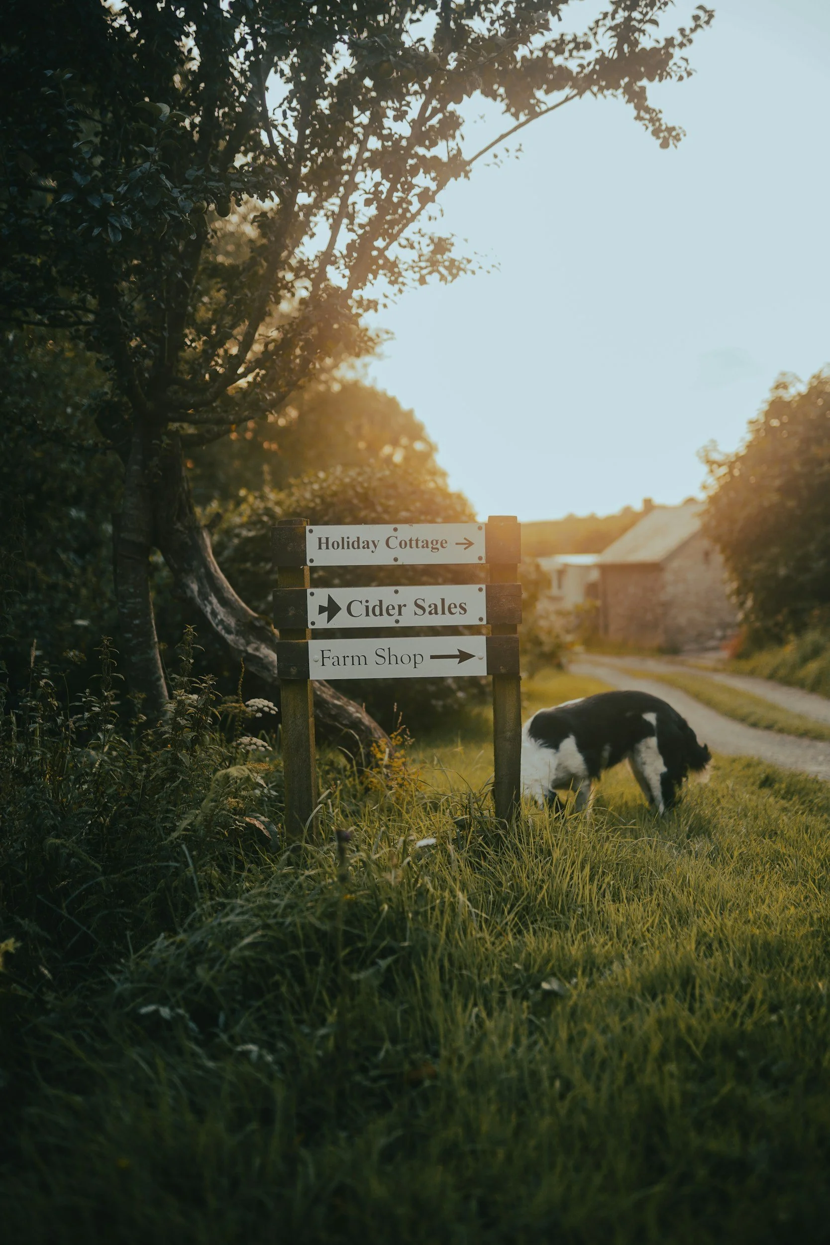 A rural scene at sunset with a signpost pointing to Christmas-related destinations, a black and white dog grazing on grass, and a gravel path leading to stone cottages in the background surrounded by trees.