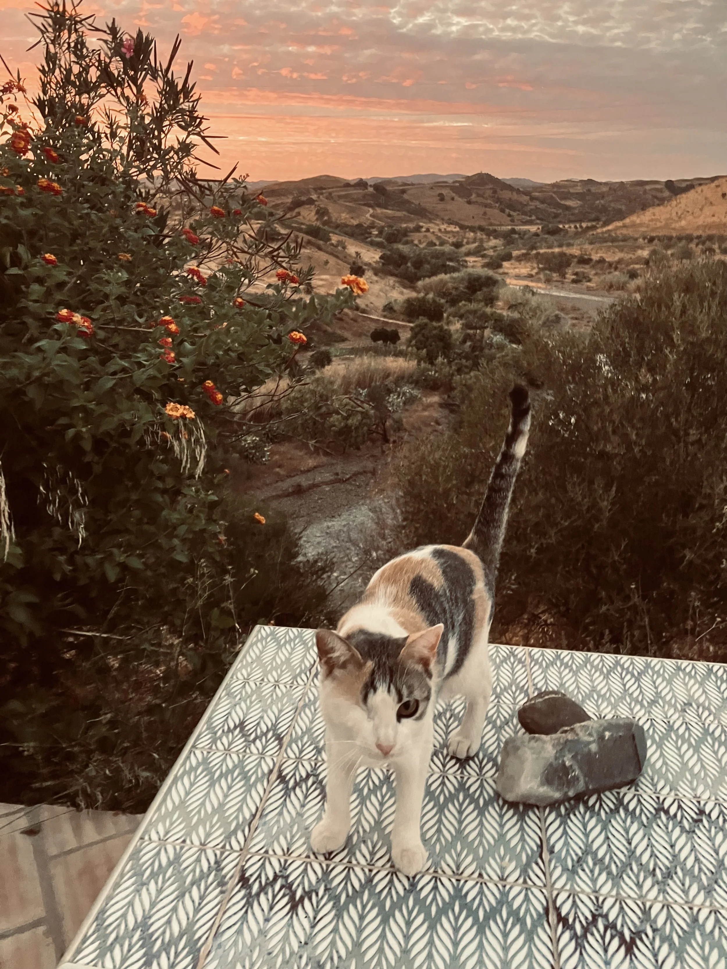 A calico cat with white, black, and orange fur stands on a patterned outdoor table with a rock beside it. In the background, there are rolling hills, bushes, and flowering plants under a colorful sunset sky.