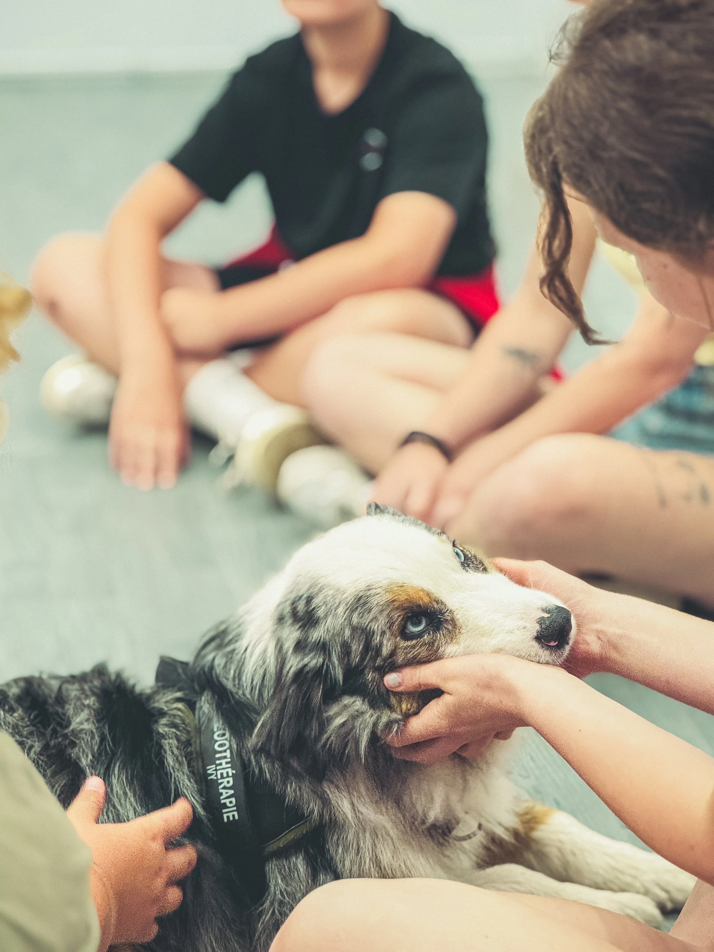 Une personne caresse la tête d'un chien de race berger australien avec des yeux bleus, tandis que d'autres personnes regardent.
