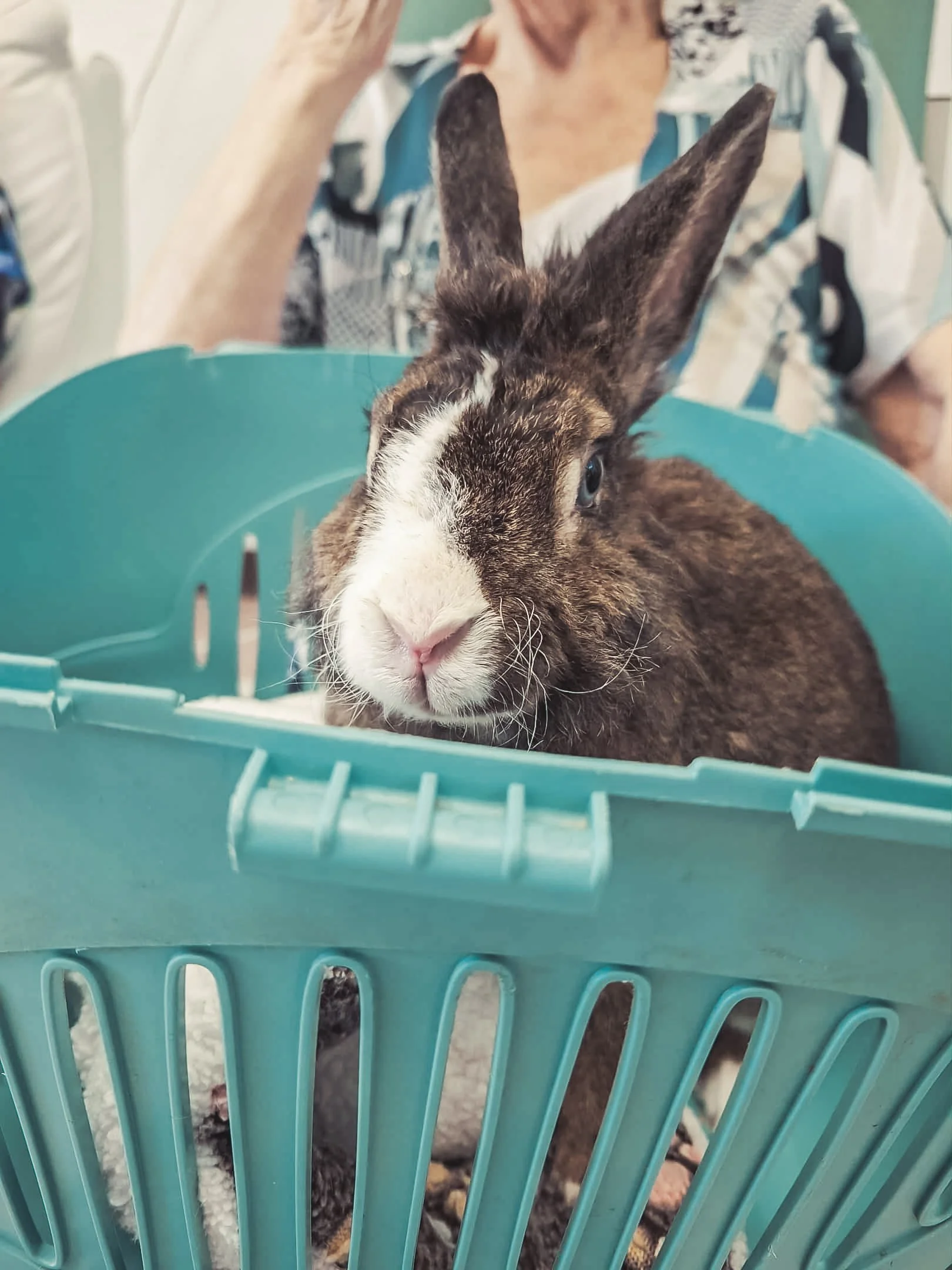 Un lapin marron avec des taches blanches dans une corbeille bleue, avec une personne en arrière-plan.