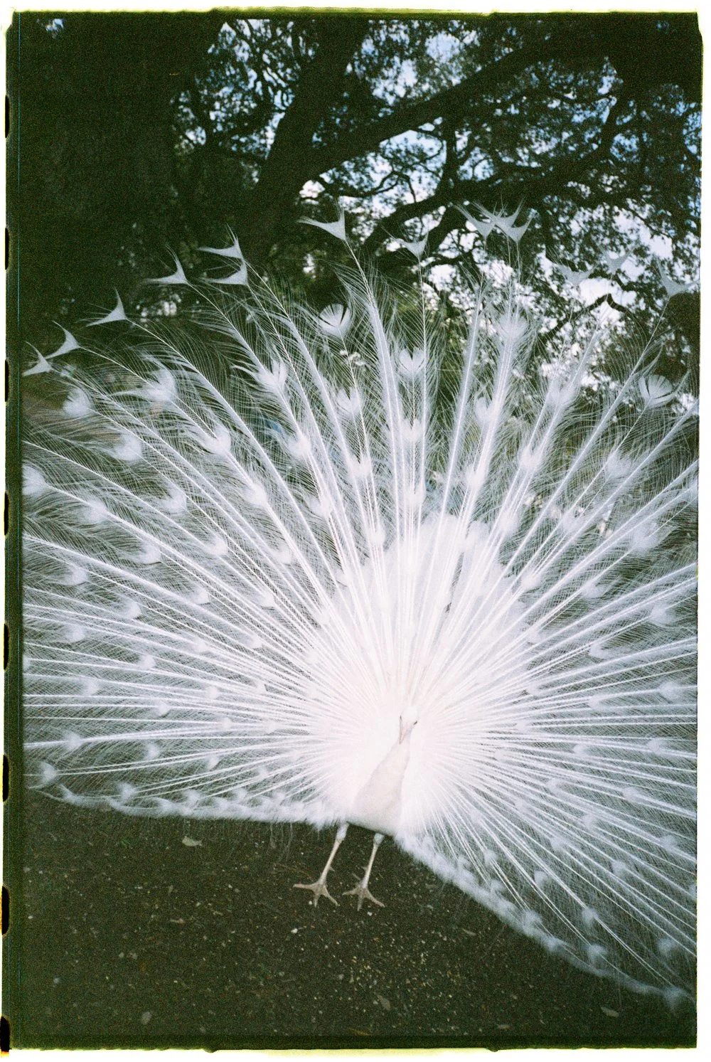 A white peacock displaying its tail feathers, with a large tree and blue sky in the background, shot on film.