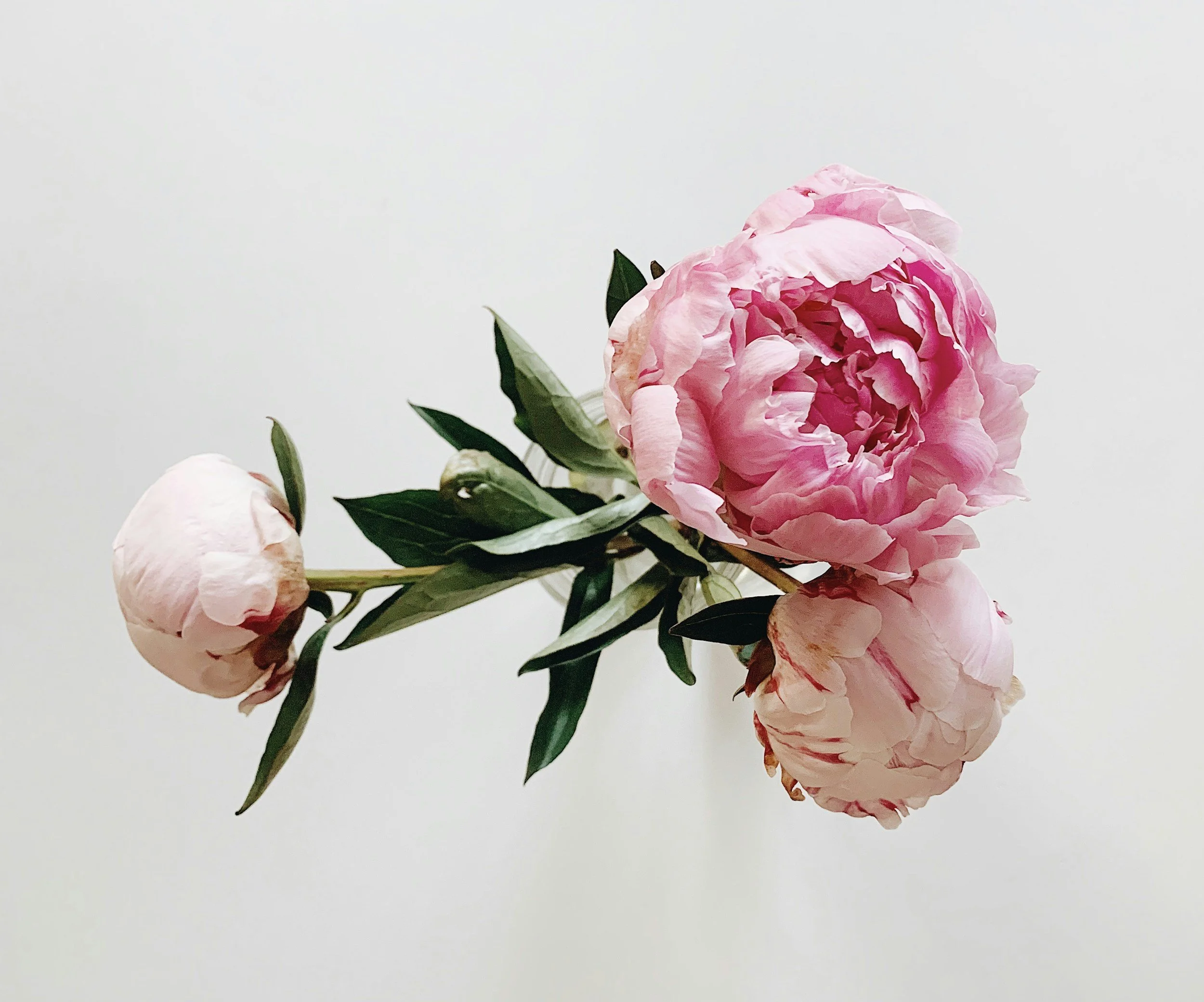 Pink peony flowers with green leaves on a light background.