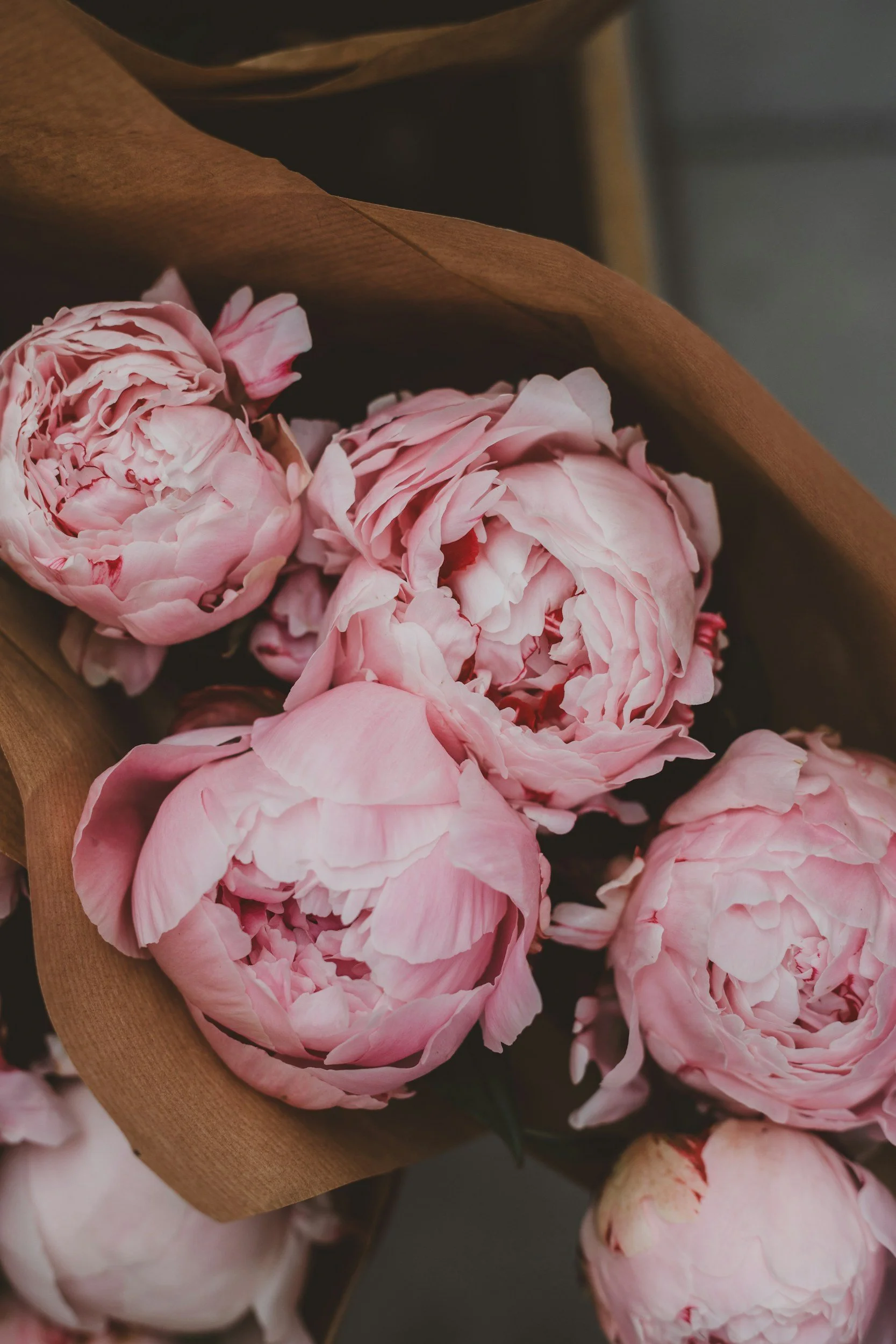 Close-up of pink peony flowers wrapped in brown paper
