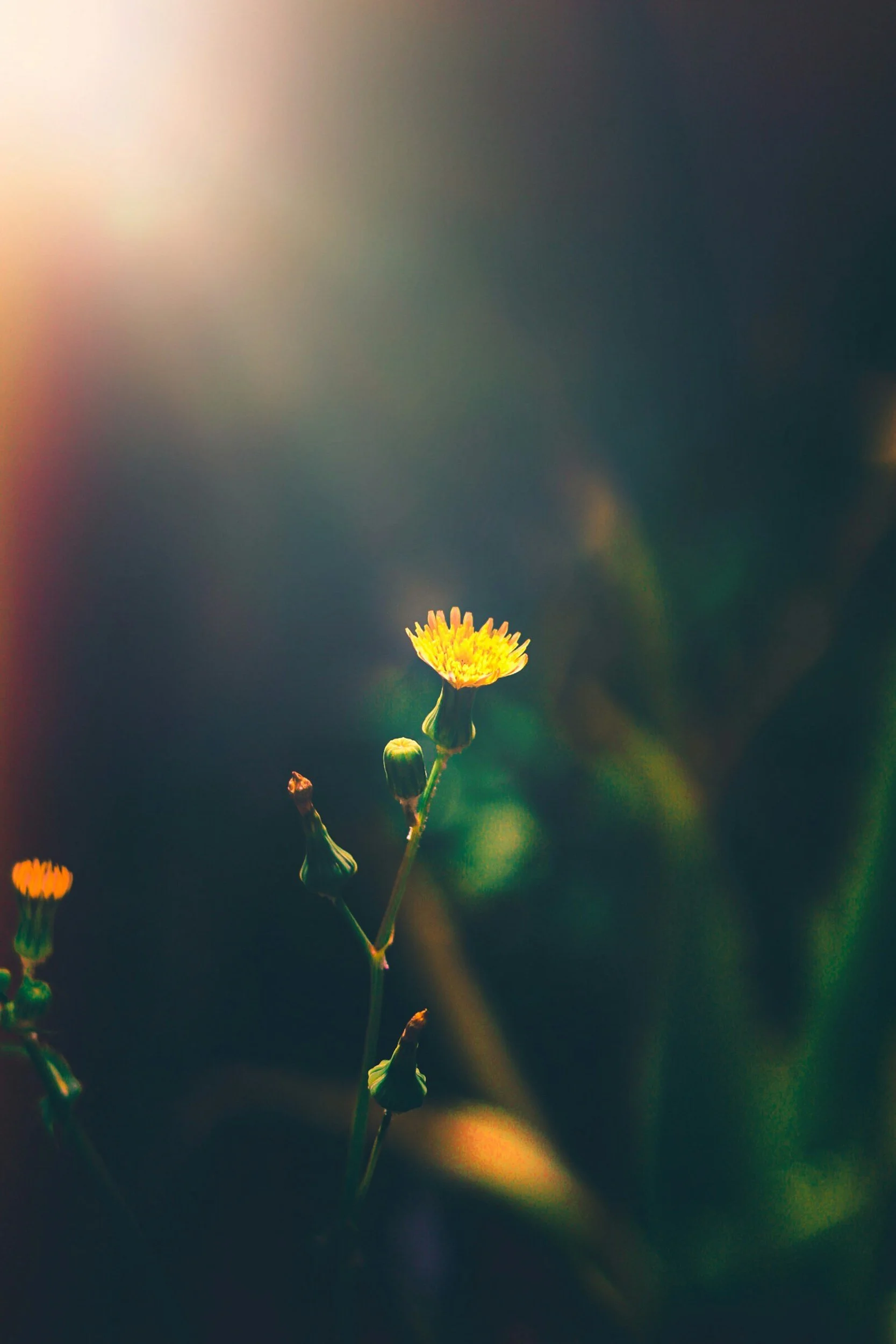 Close-up of a small yellow flower blooming on a thin green stem with several buds, against a blurred dark background with soft light