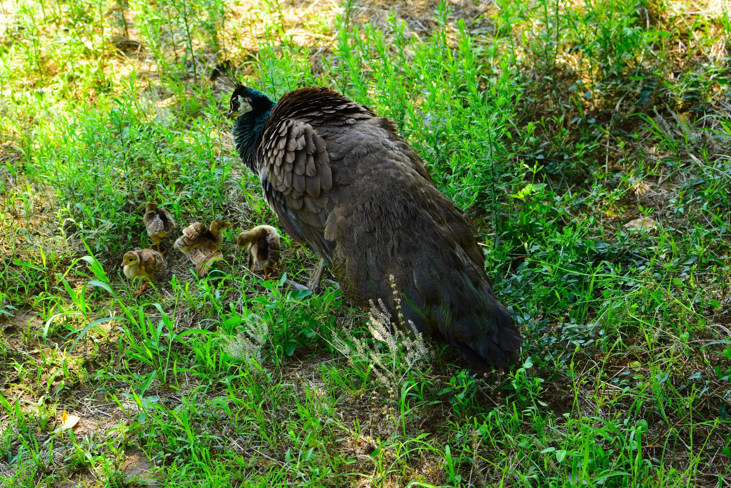 wildlife_pbabies(2).jpeg