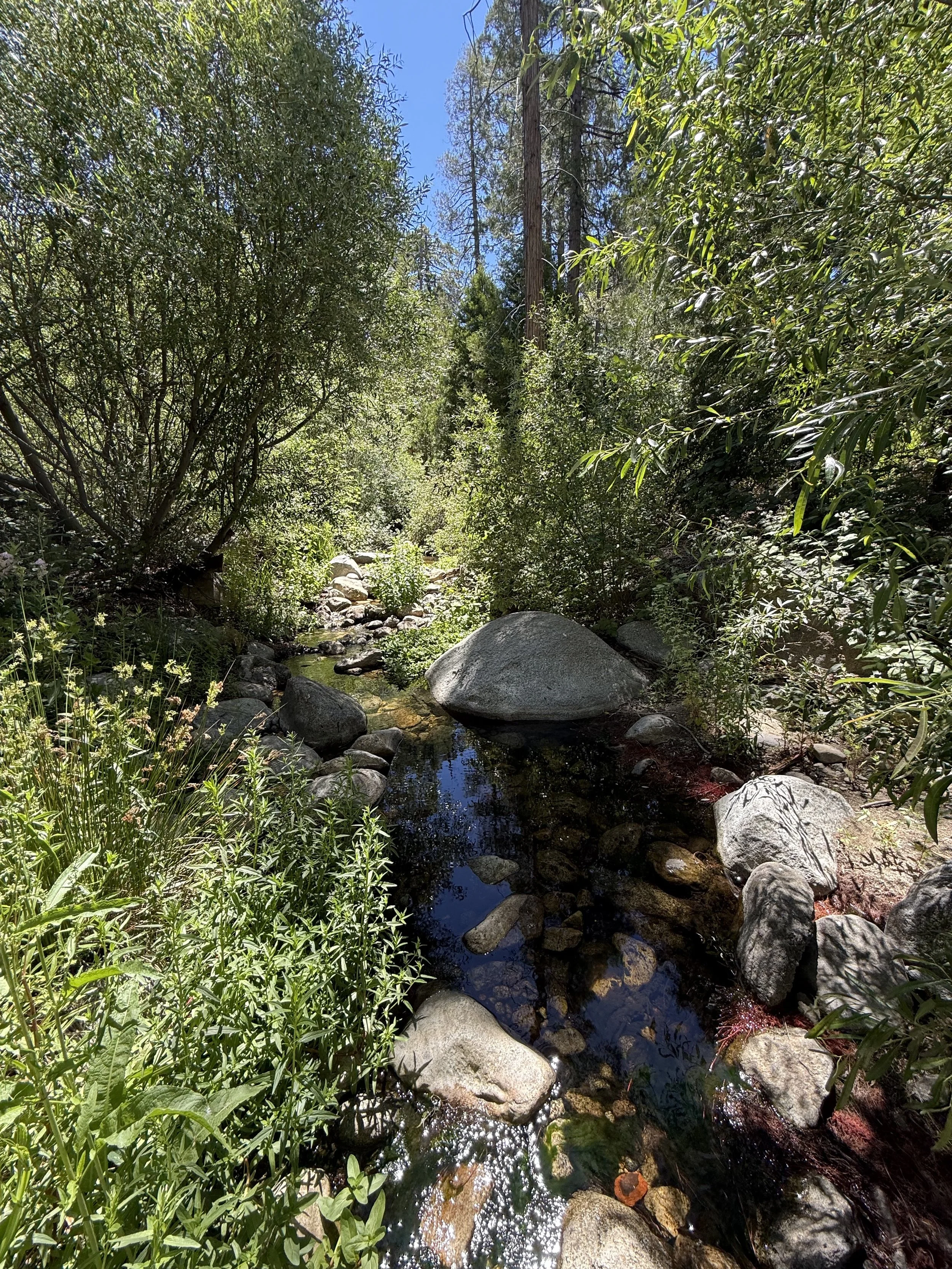 Strawberry Creek
