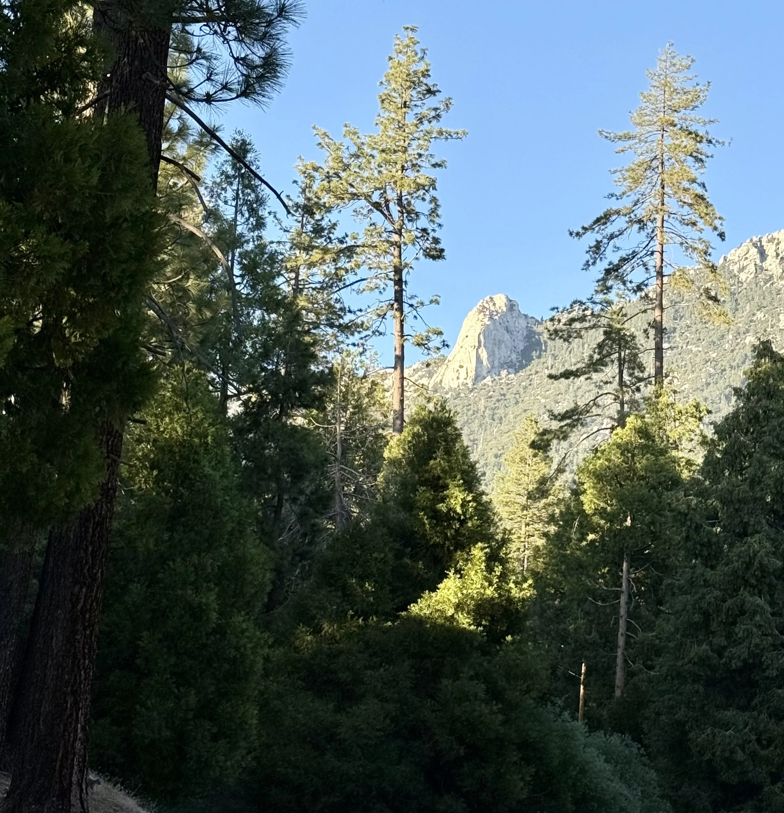 Idyllwild Landscape