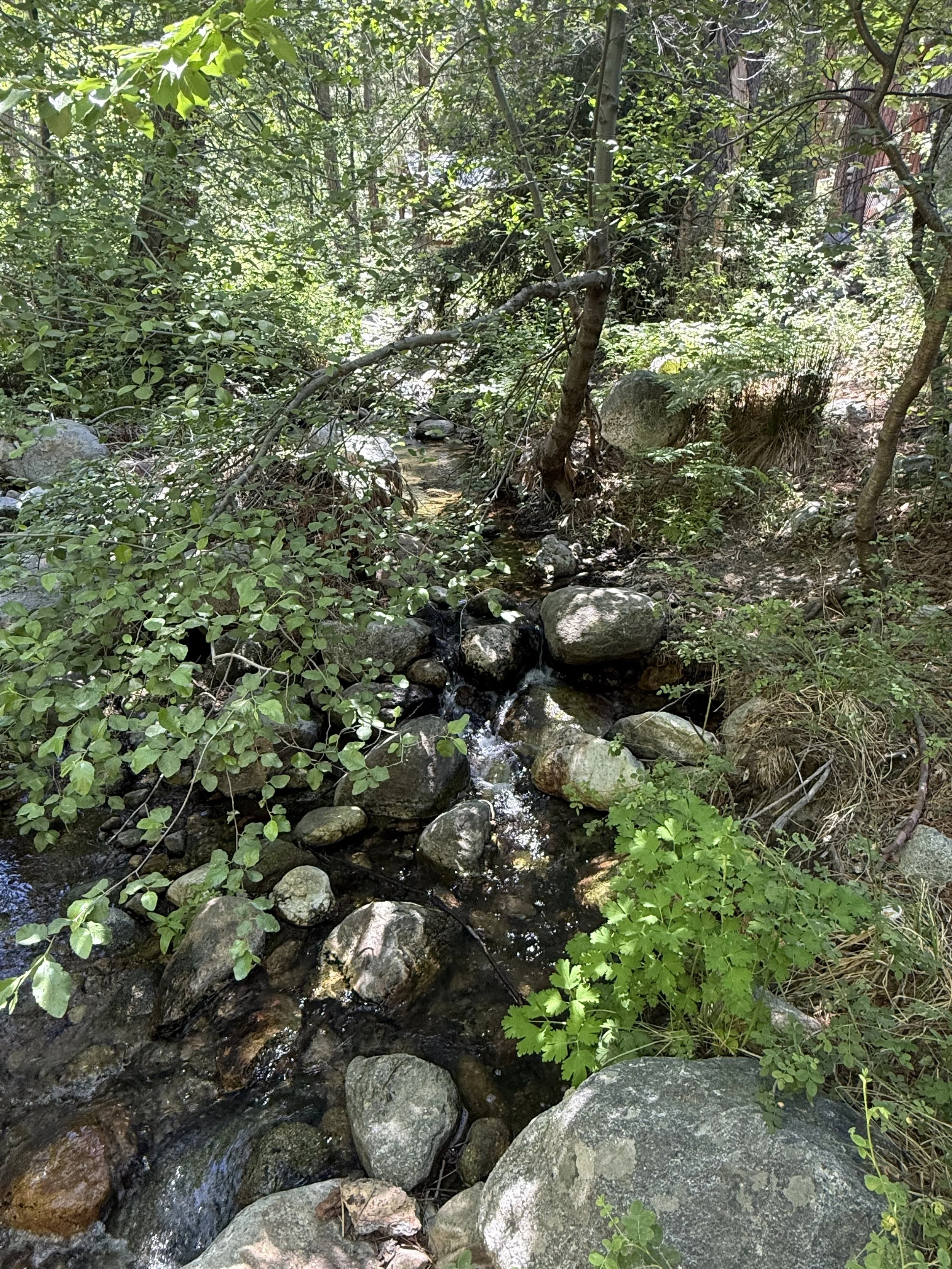 Strawberry Creek