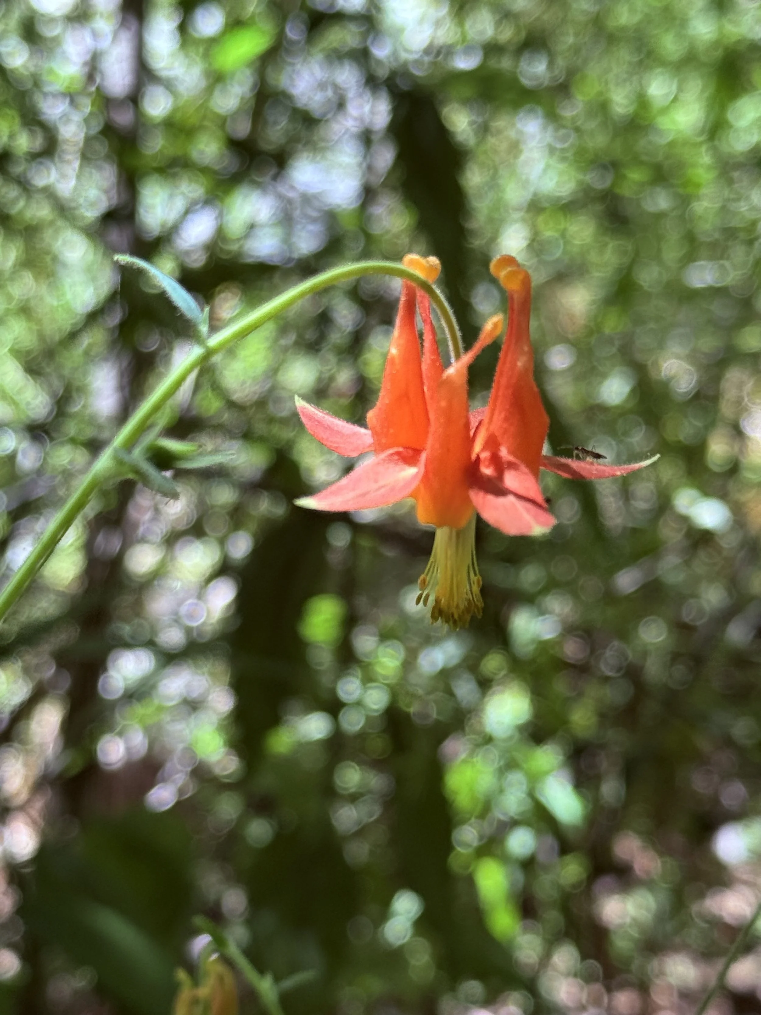 Columbine at Strawberry Creek