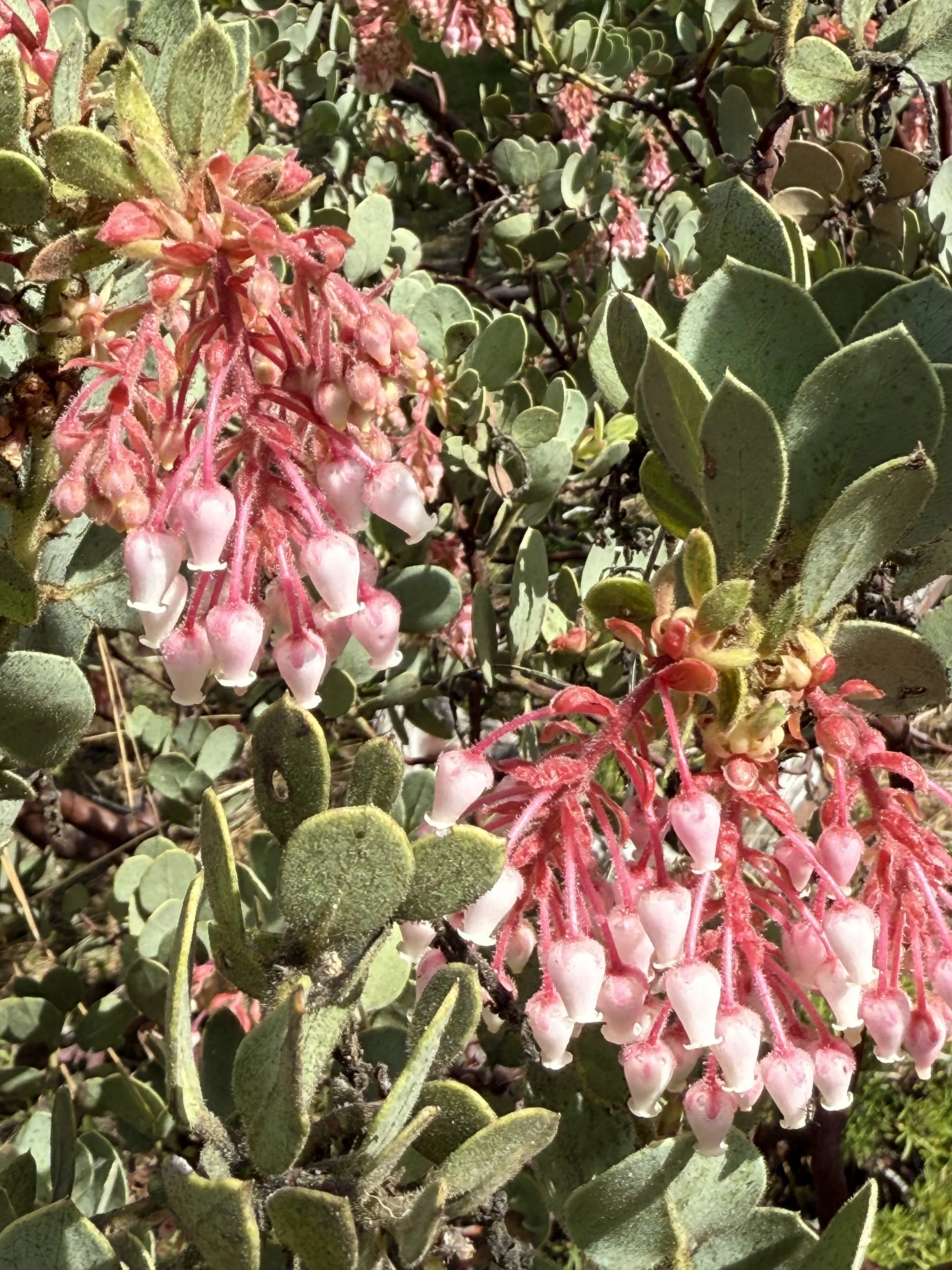 Manzanita Blooms