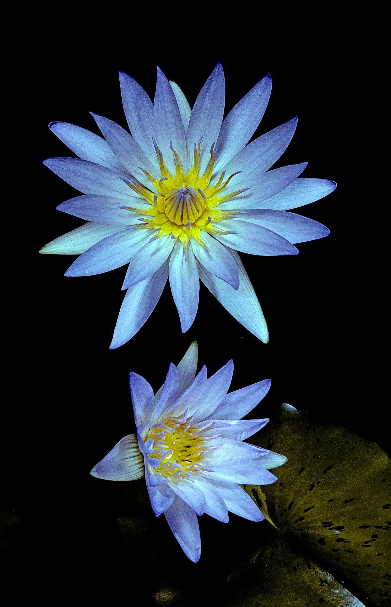 Blue Lotus Flower.jpg