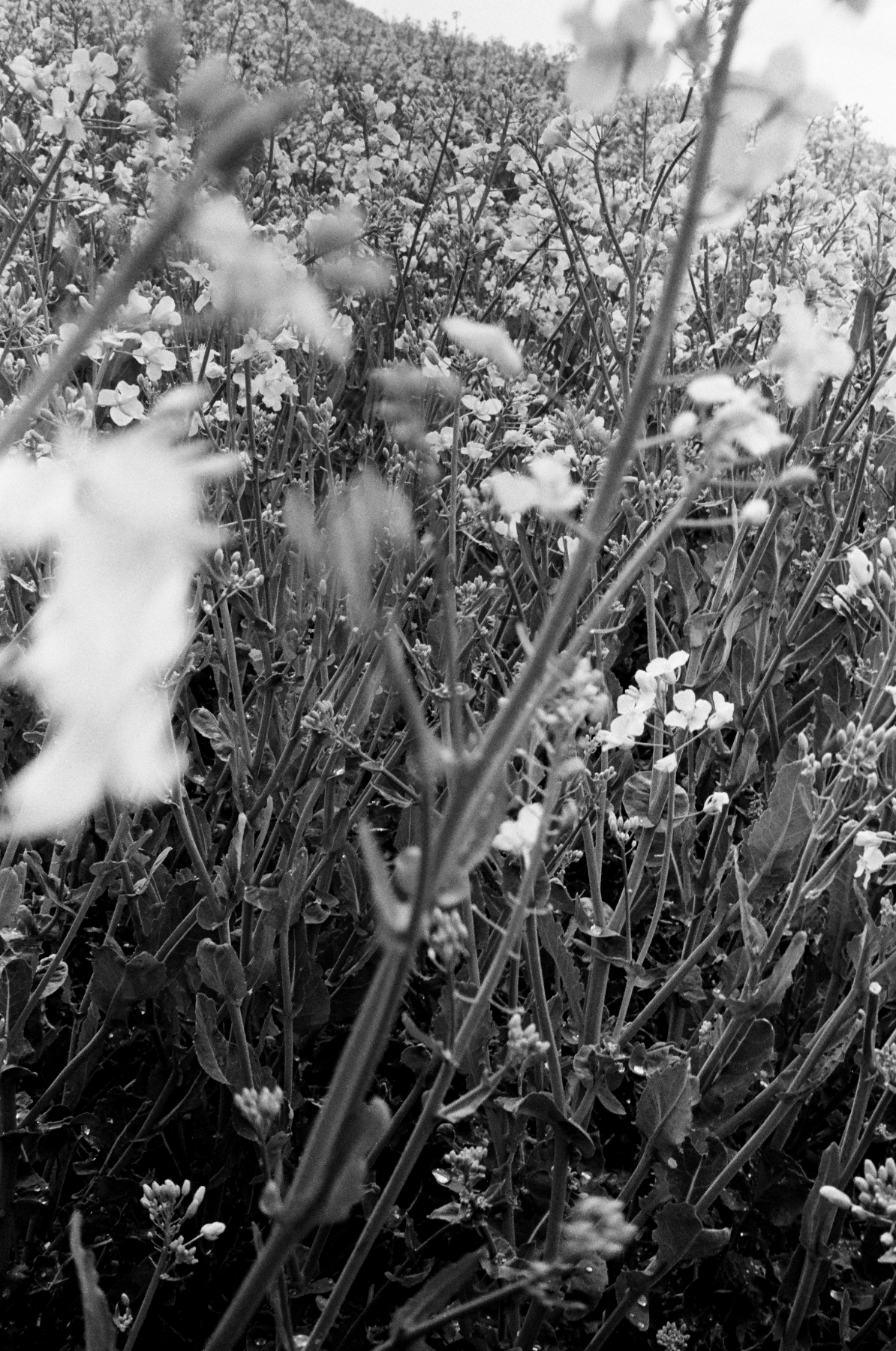 Close-up view of a field of wildflowers with dense foliage in the background, in black and white.