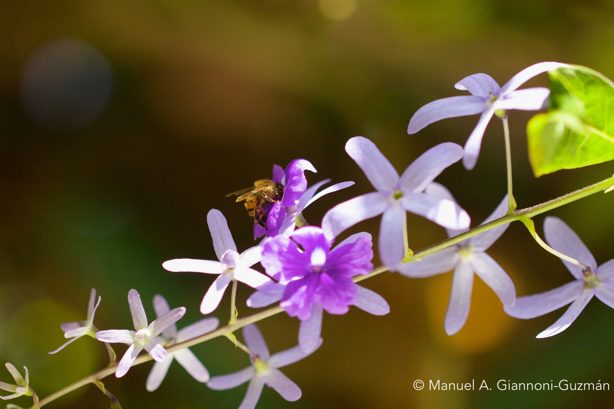 Lab Receives USDA-NIFA Award to Advance Honey Bee Clock Research