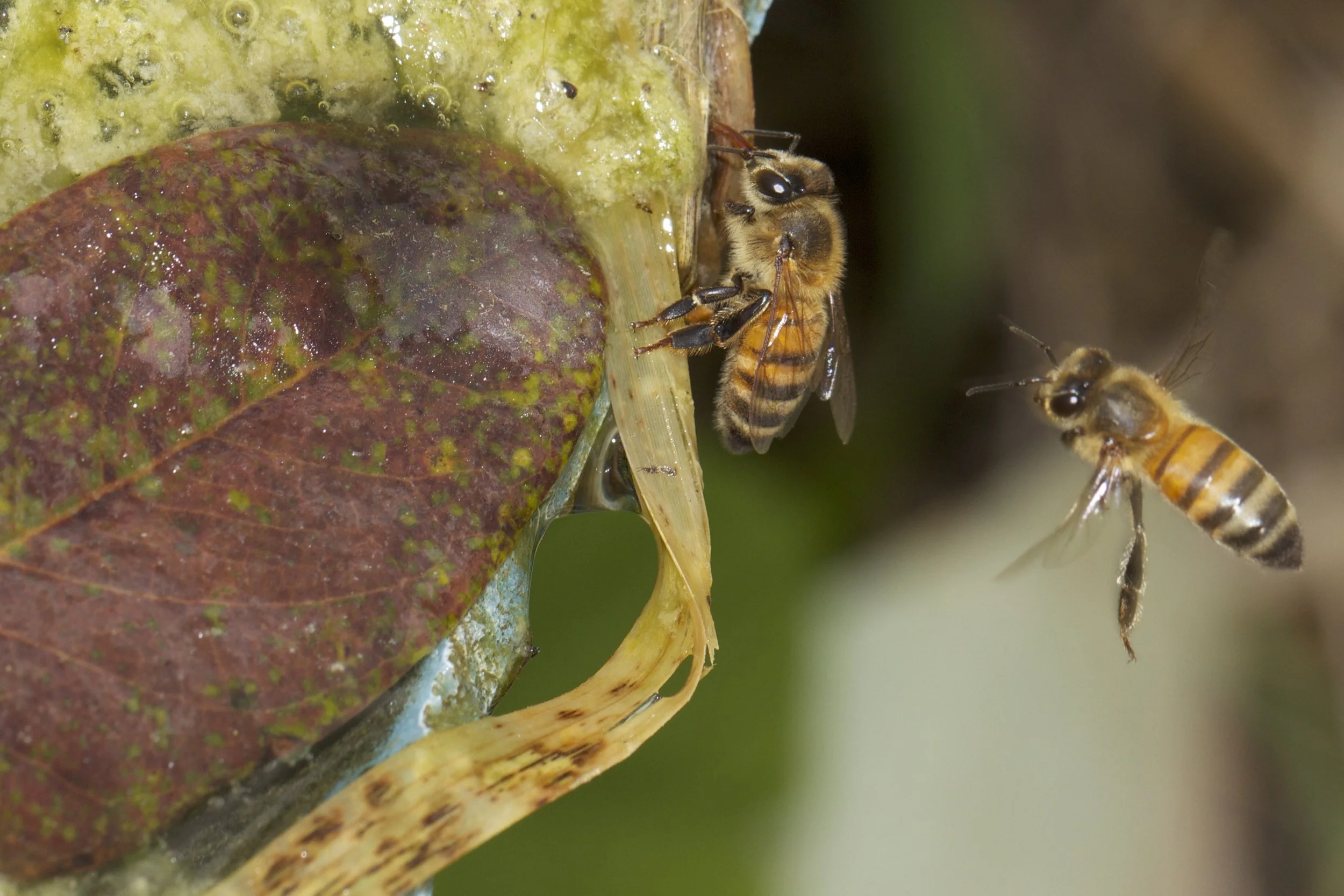 Two honey bees near a leaf, one bee is climbing onto a surface and the other bee is in mid-flight.