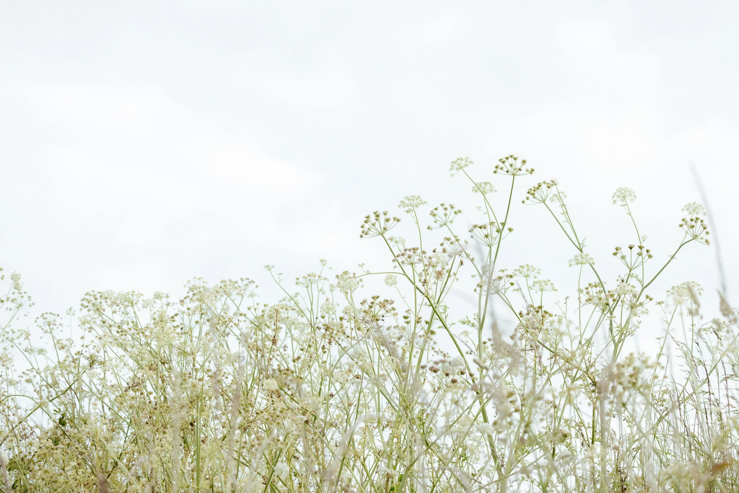Wildflowers or tall grasses in a natural outdoor setting under a light sky.