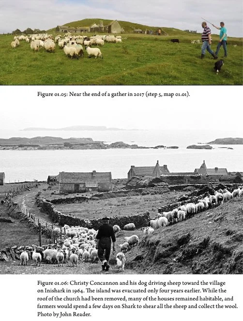 Interior page from Island Endurance, showing people and dogsgathering sheep on Inishark, past and present: top colour photo (by Ryan Lash, 2017); bottom black-and-white photo (by John Reader, 1964, shortly after the forced abandonment of the village)