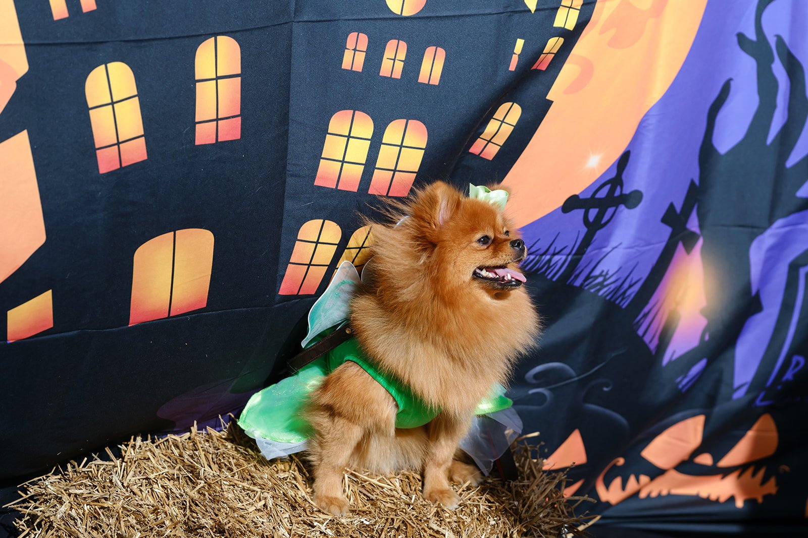 2025-10-26 DFPhoto Trick or Treat-16.jpg