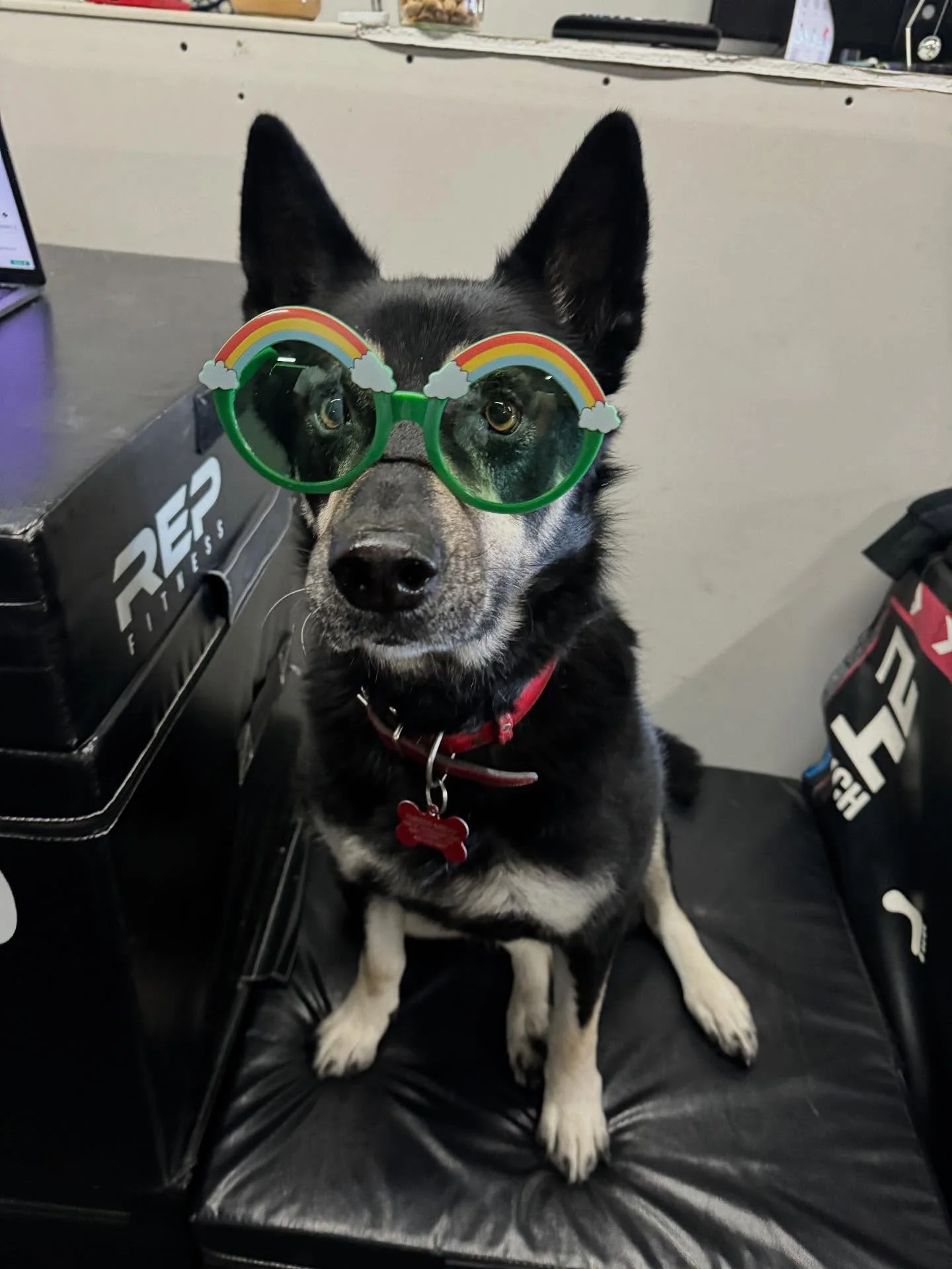 Konah was really a one-of-a-kind dog. She gave everyone at the gym something to look forward to when they would go in and get their workouts.

I&rsquo;m sad to say that she&rsquo;s no longer with us. This past Sunday, Konah woke us up in the middle o