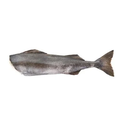 GINDARA BLACK COD 5-7LBS H&G