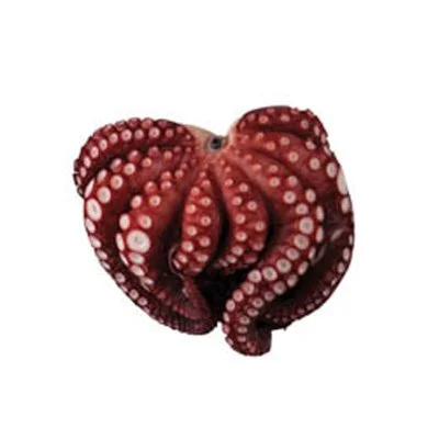 MUSHI TAKO (MADAKO) MEDIUM, JAPAN