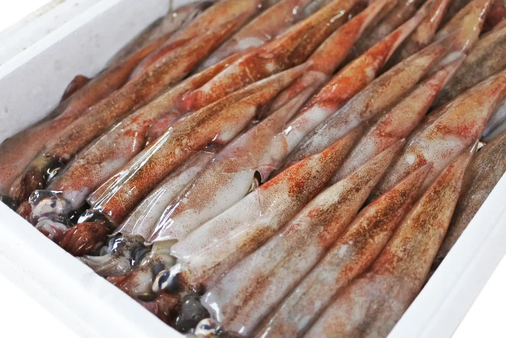 Fresh squid arranged in a white container with some water on top.