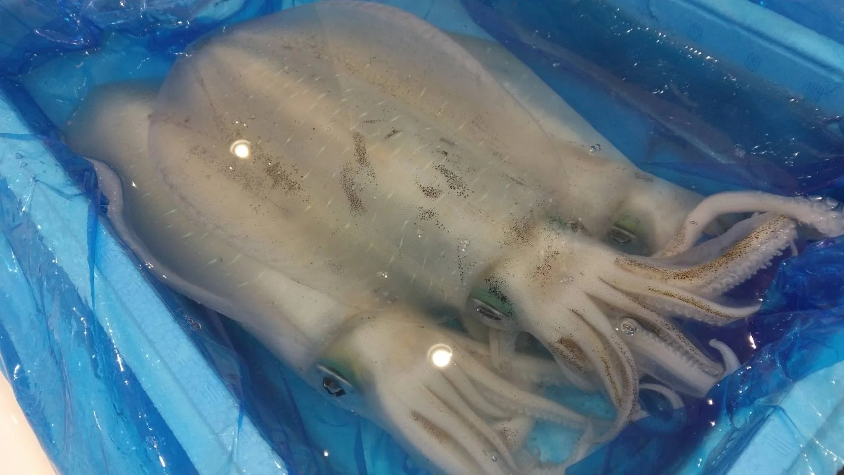 Freshly caught squid inside a blue plastic container with water.