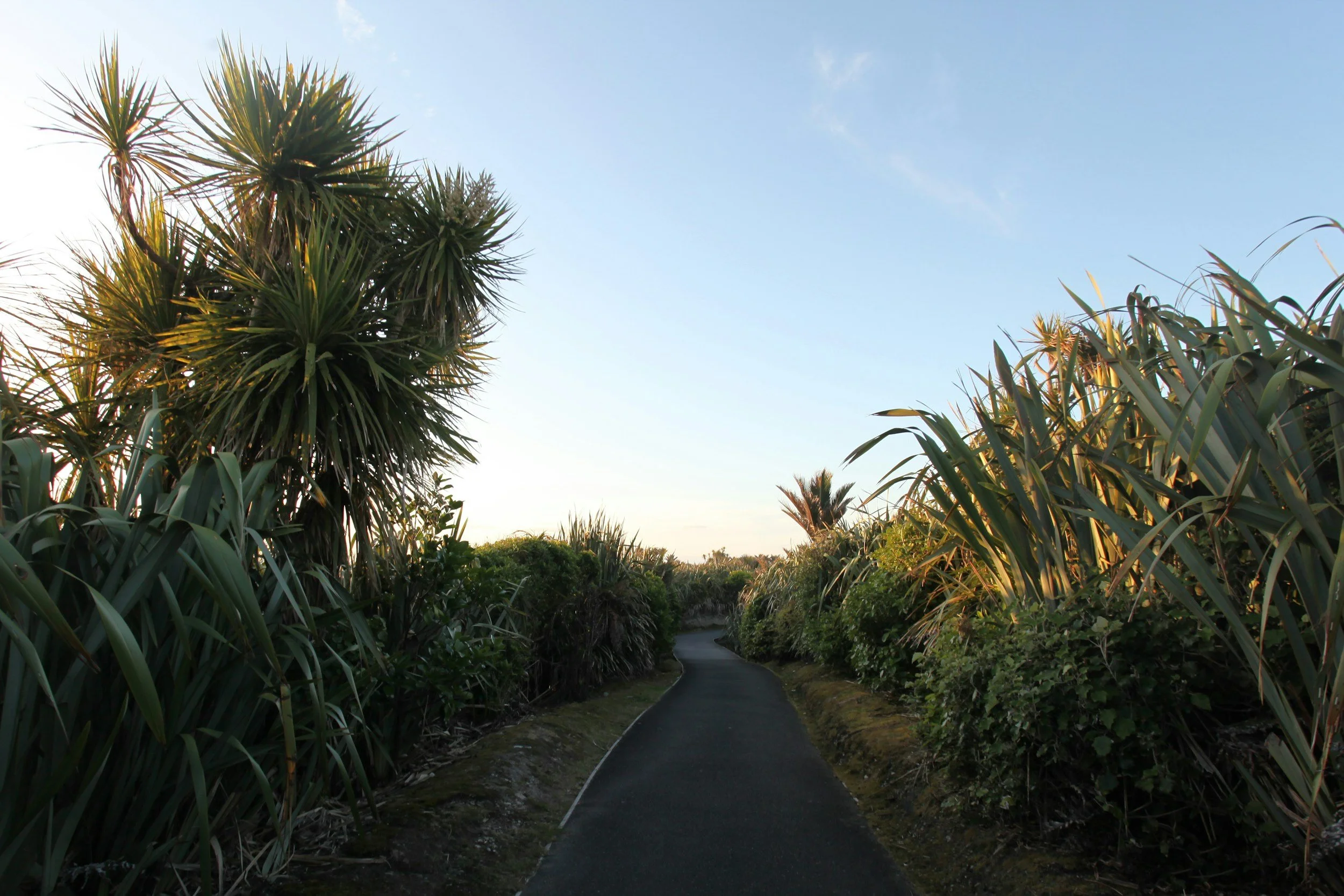 A narrow paved path cutting through dense green plants and tall bushes under a clear blue sky.