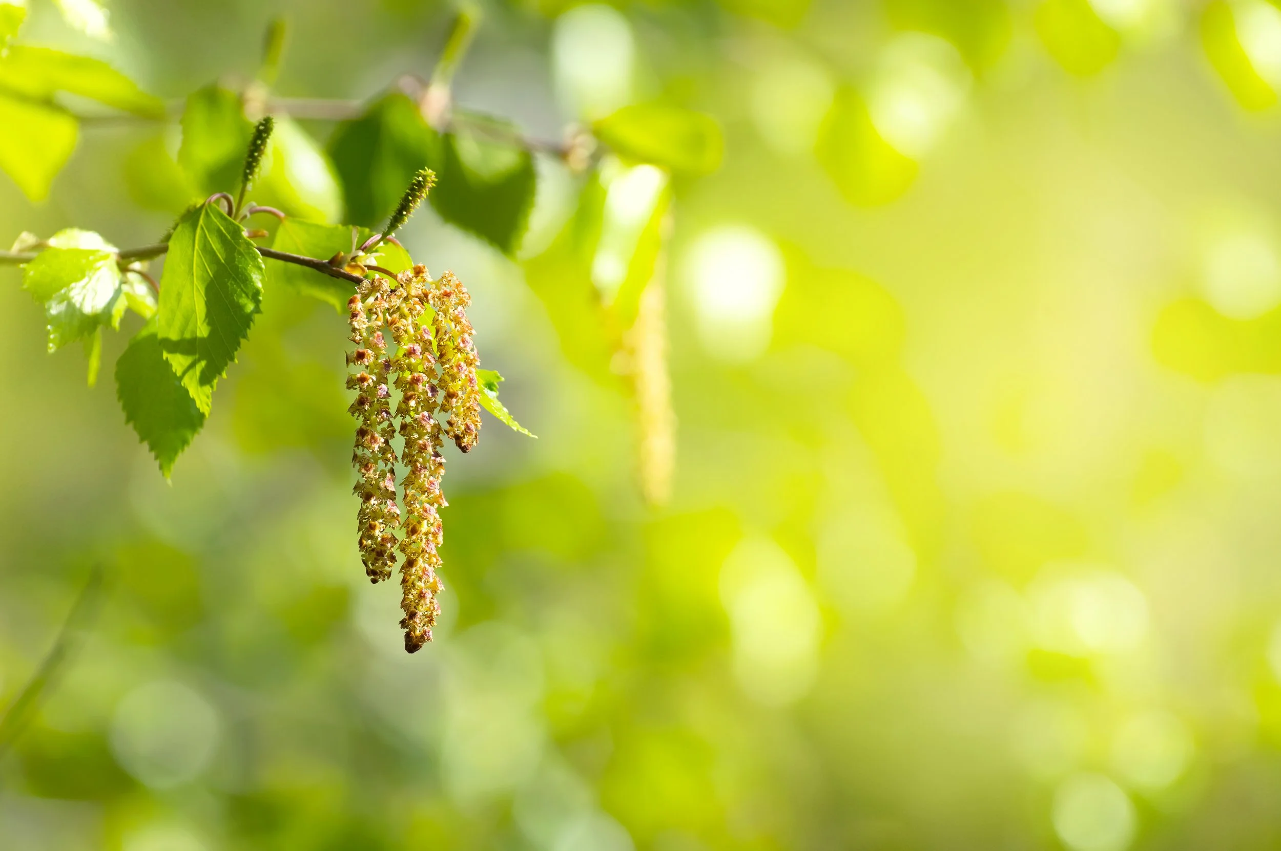 iStock-birch pollen.jpg