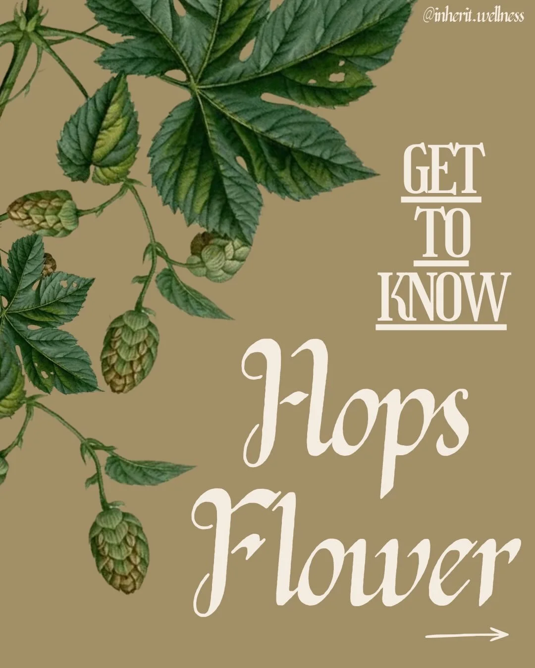 Meet your new plant ally 🌱