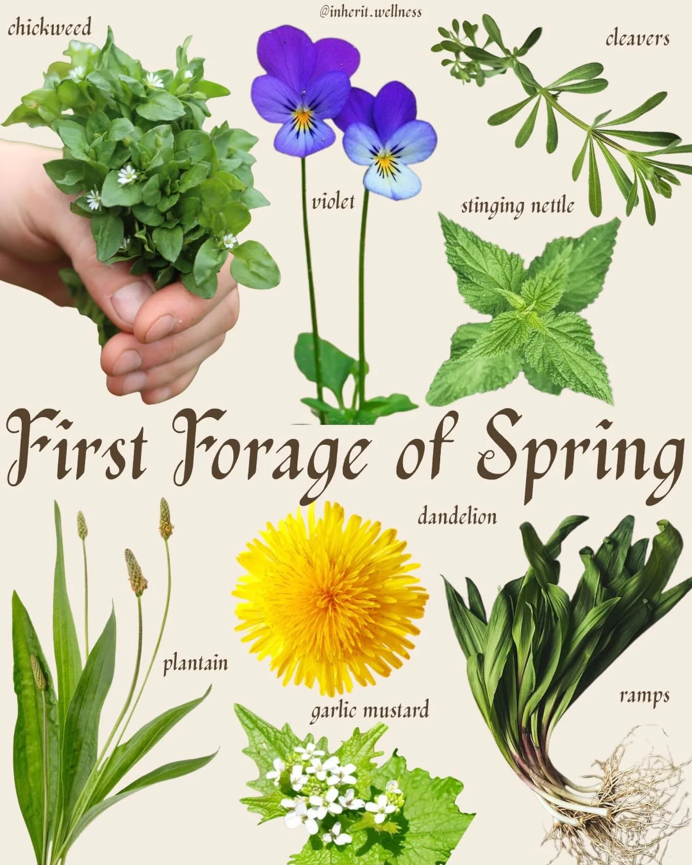 Little but mighty, these newly emerging friends provide powerful seasonal nourishment after a long winter 🌞 

#spring #herbalism #foraging #wildcraft