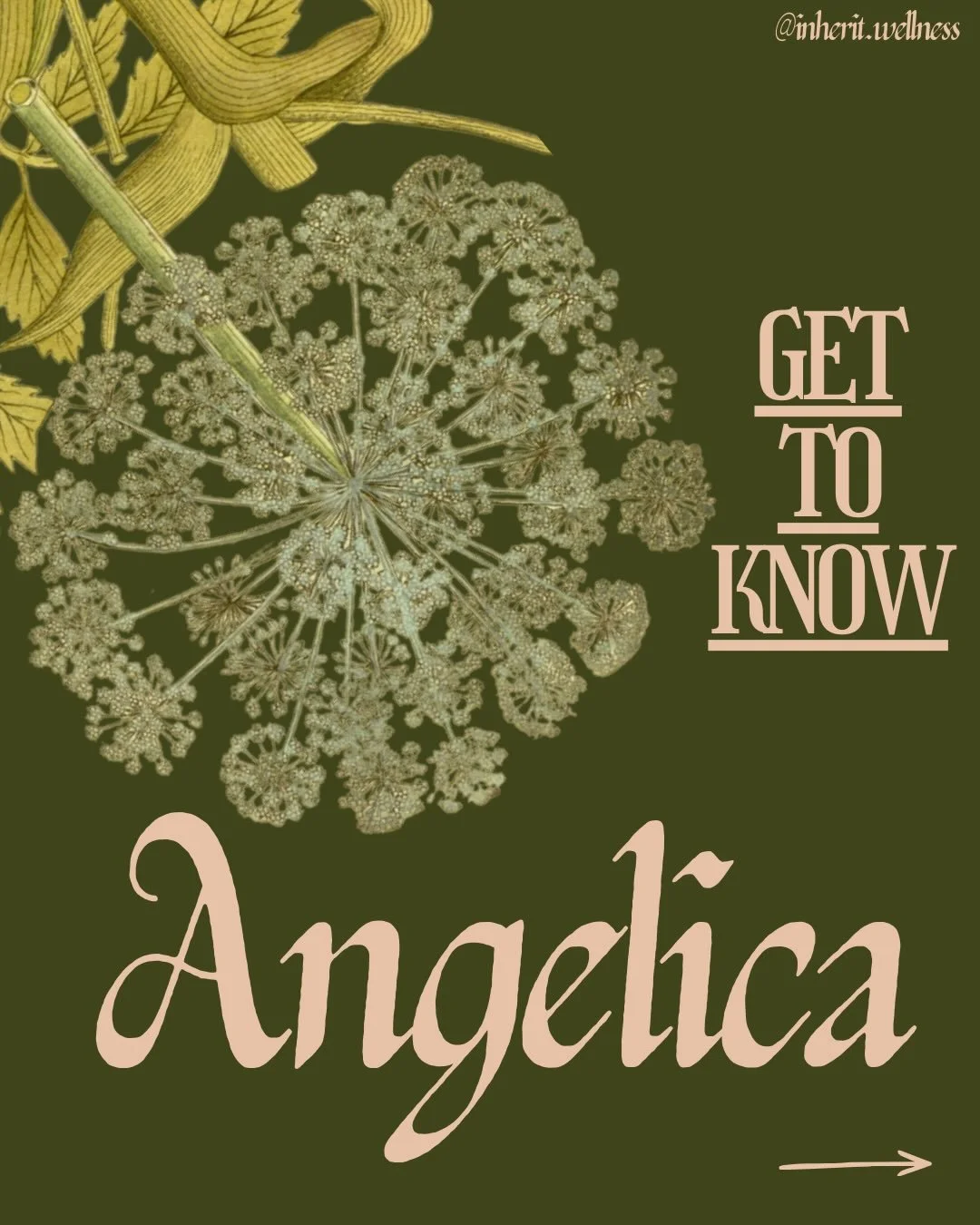 Does she call to you? Organic Angelica tinctures in stock at inheritwellness.ca 🌙 

#herbalism #womenshealth #herbalmedicine