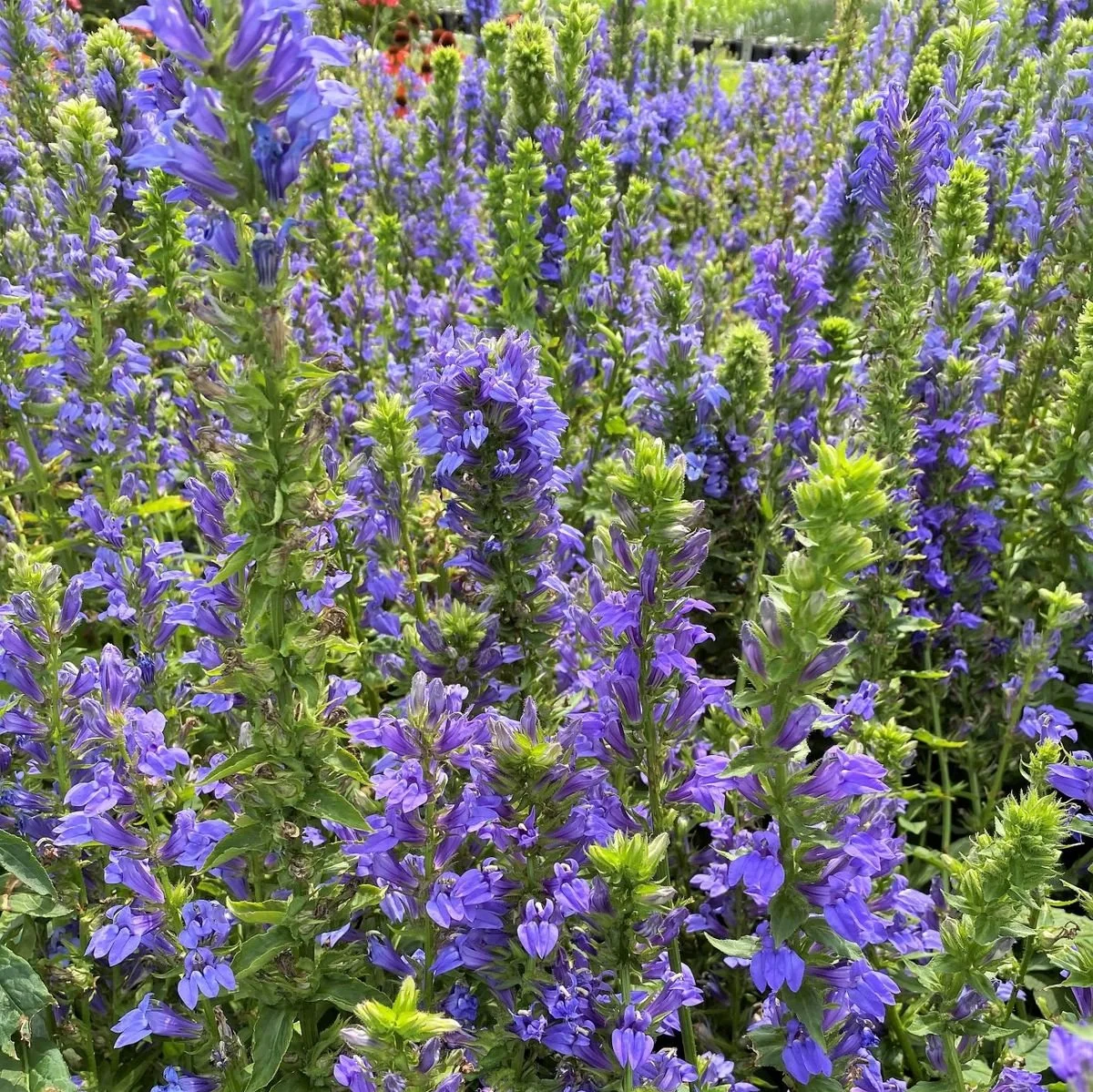 Lobelia 1 oz