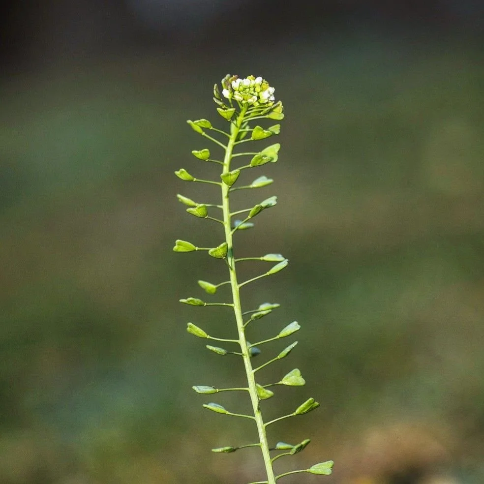 Shepherd’s Purse 1 oz