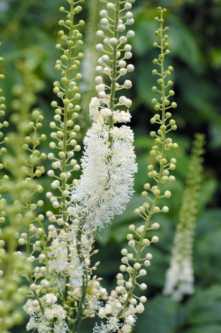 Black Cohosh 1 oz