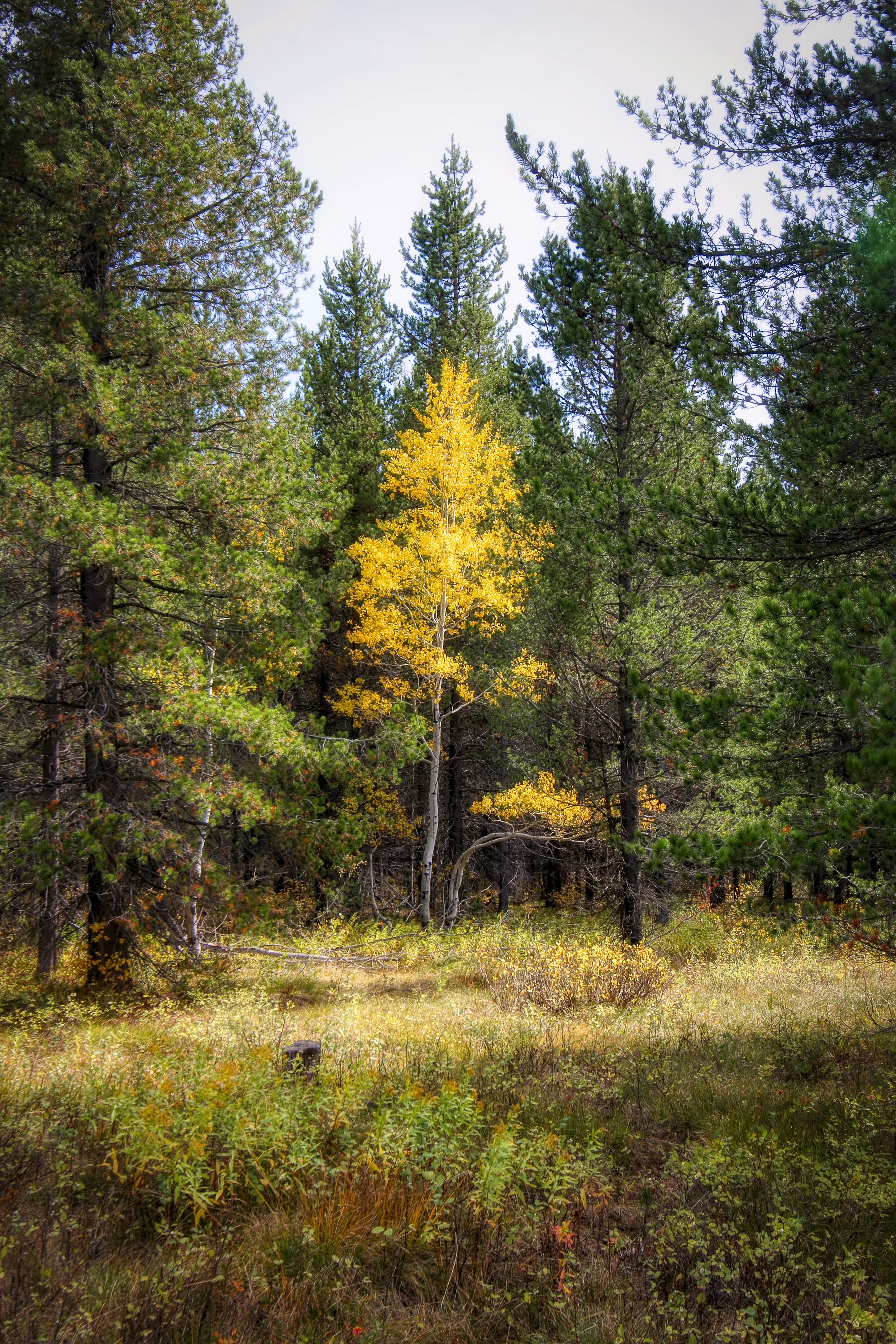 A dense forest with evergreen trees and a single tree with yellow leaves in the center, under a light sky.