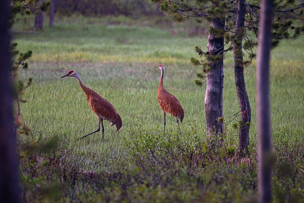 Crane Pair in Meadow