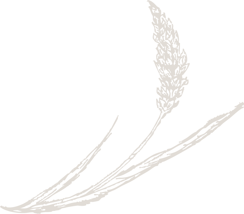 White silhouette of lavender flowers and stems on a black background.