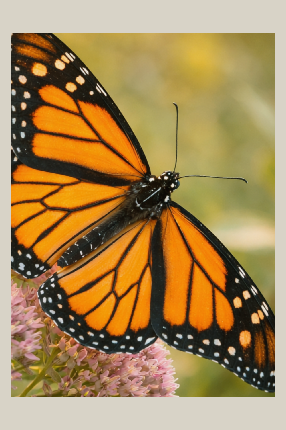 OVD_Butterfly_Monarch_detail_1000x1500px.png (1).png