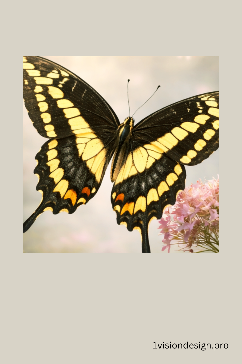 OVD_Butterfly_Detail_PIN_Giant Swallowtaill_1000x1500px.png.png
