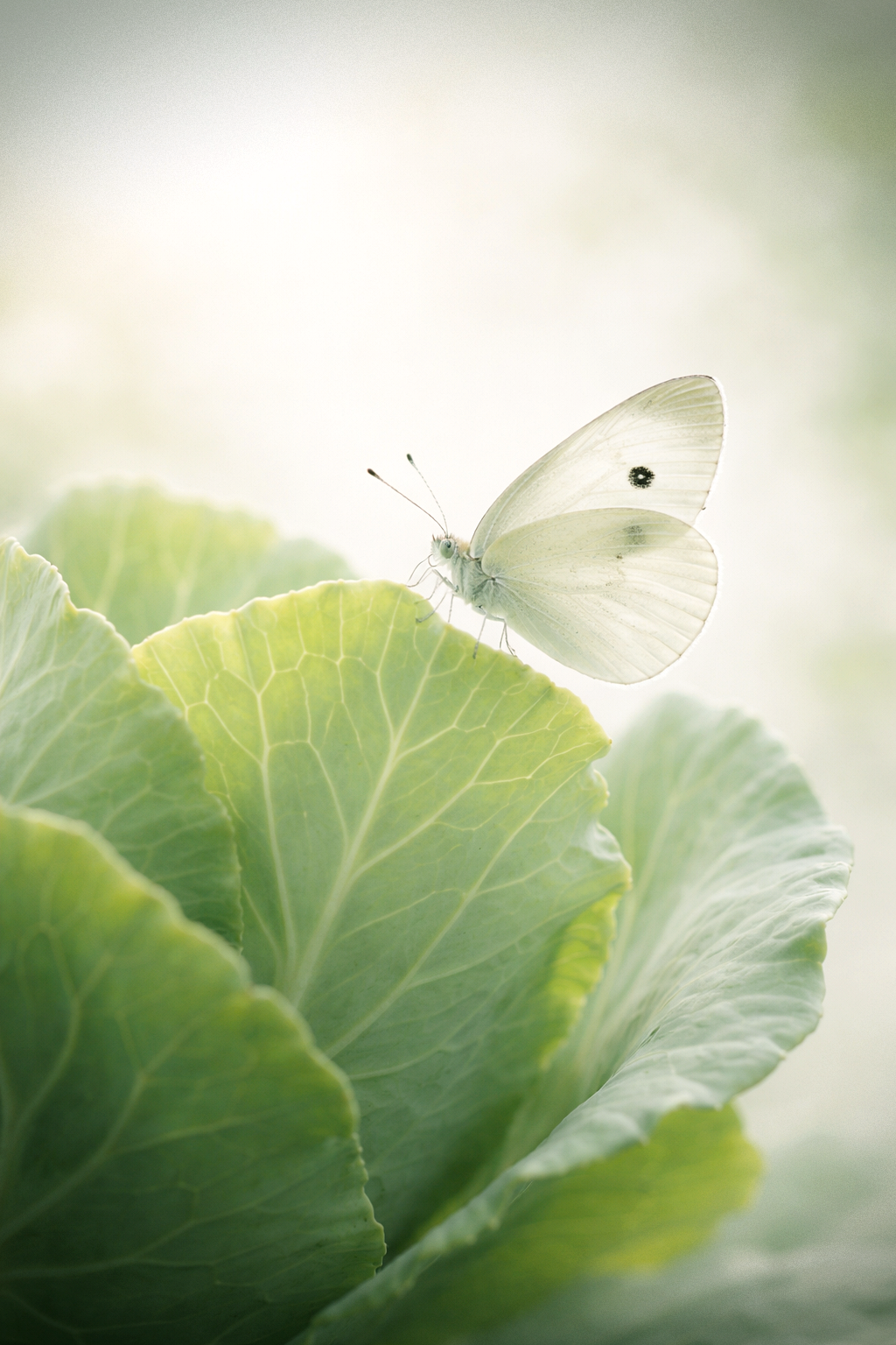 BUTTERFLY_CABBAGE_WHITE_EDIT.1024x1536px.png.png