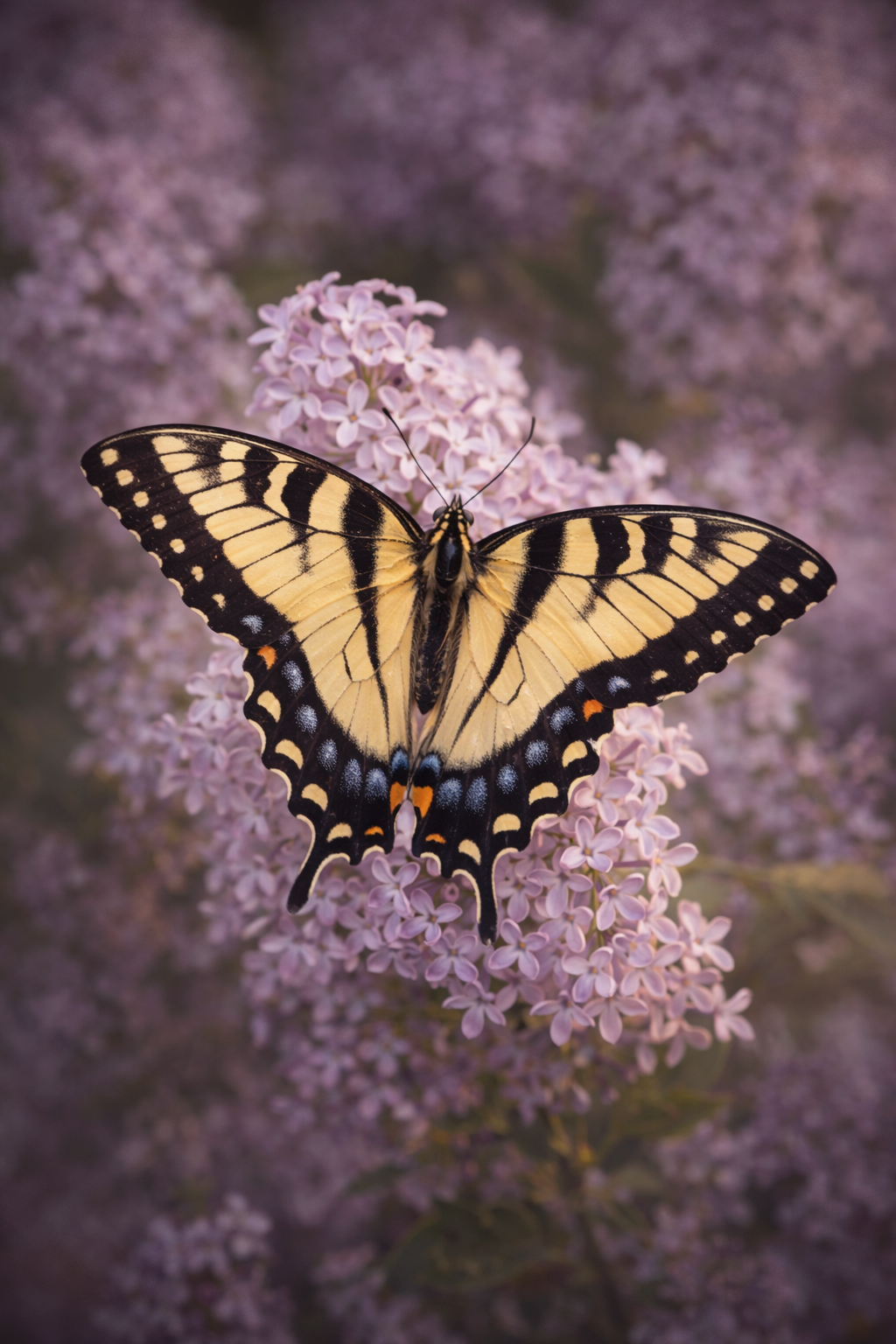 OVD_BUTTERFLY_EDIT_tiger swallowtail_V2_1024x1536px.png