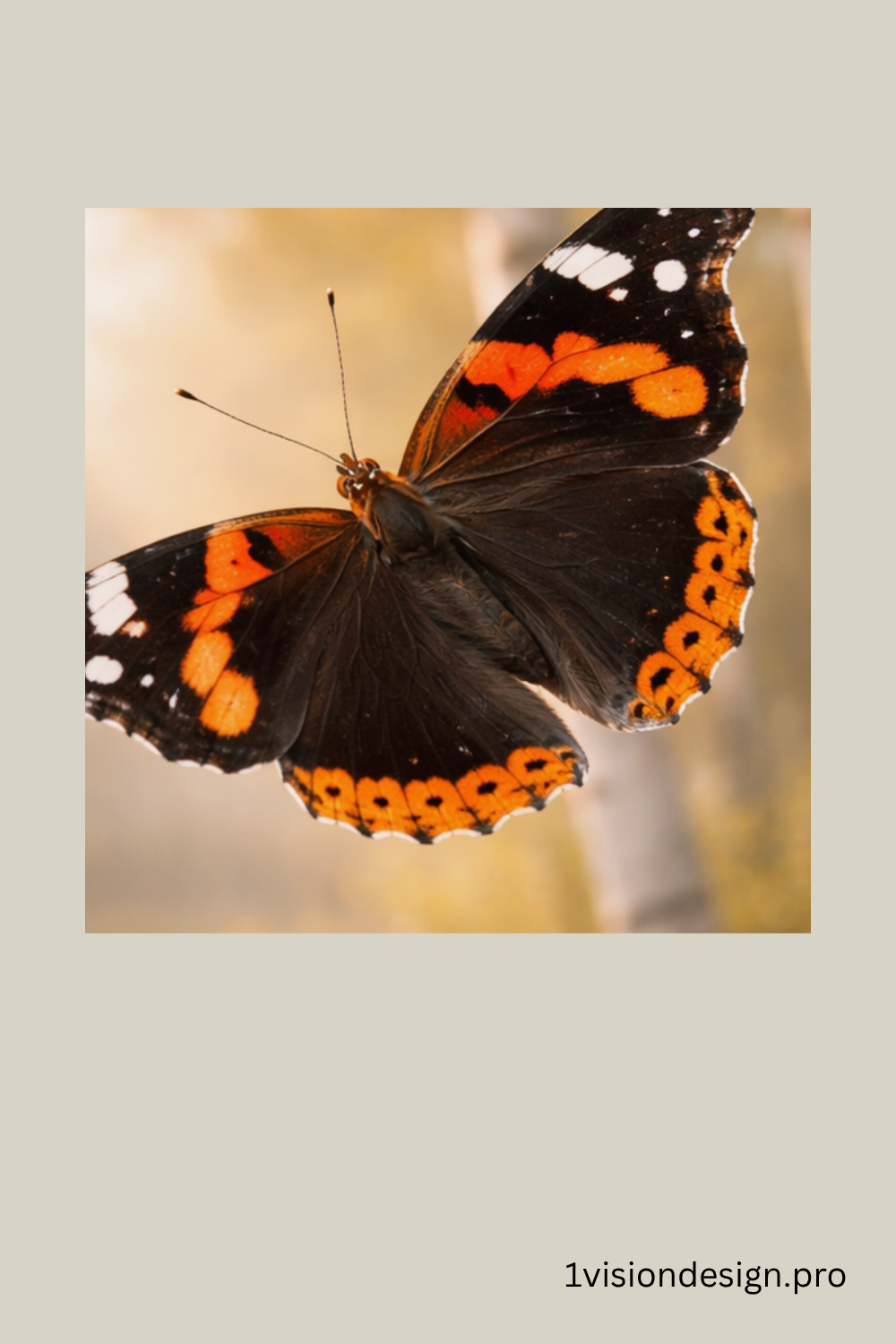OVD_Butterfly_Detail_PIN_Red Admiral_1000x1500px.png.png